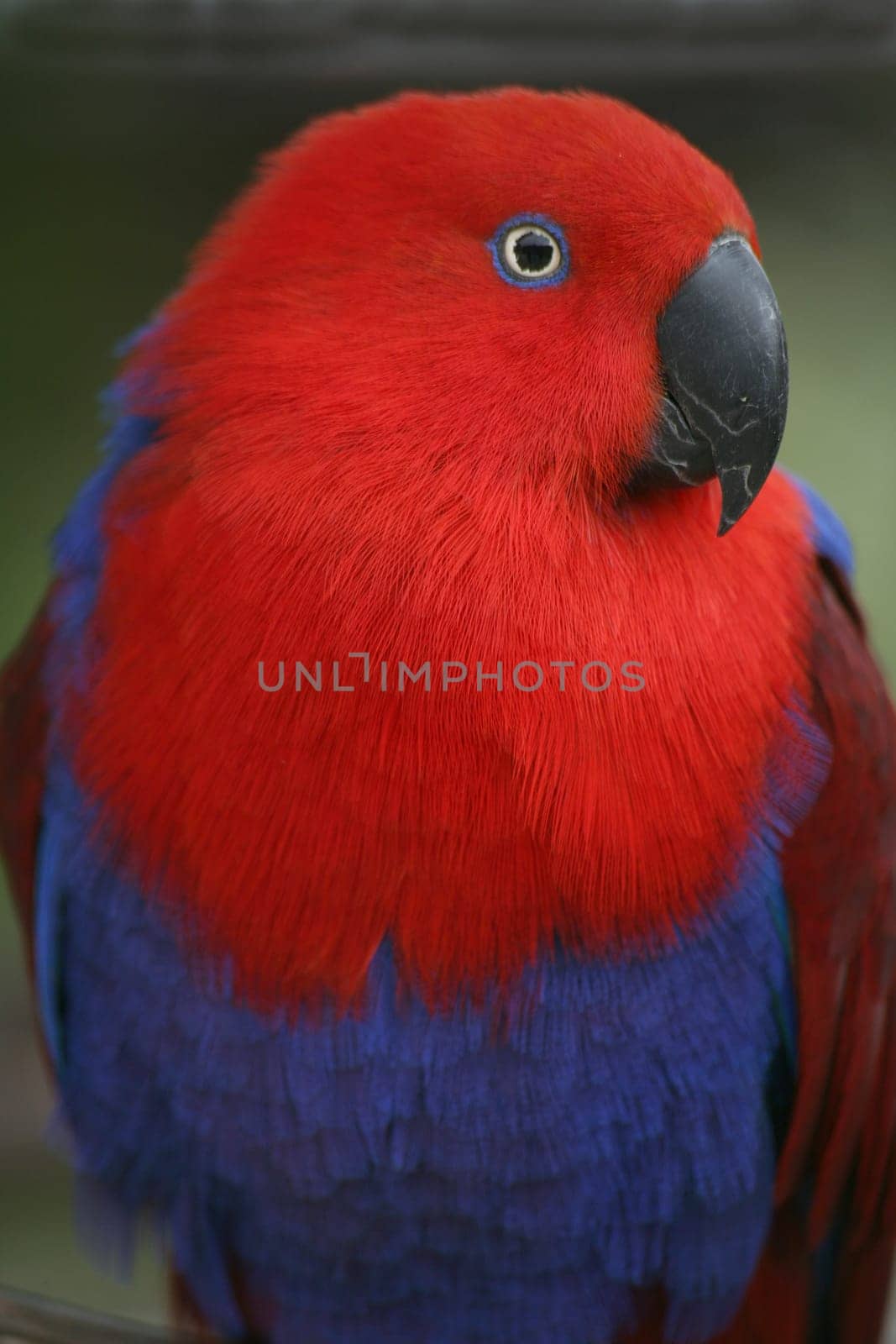 Noble parrot