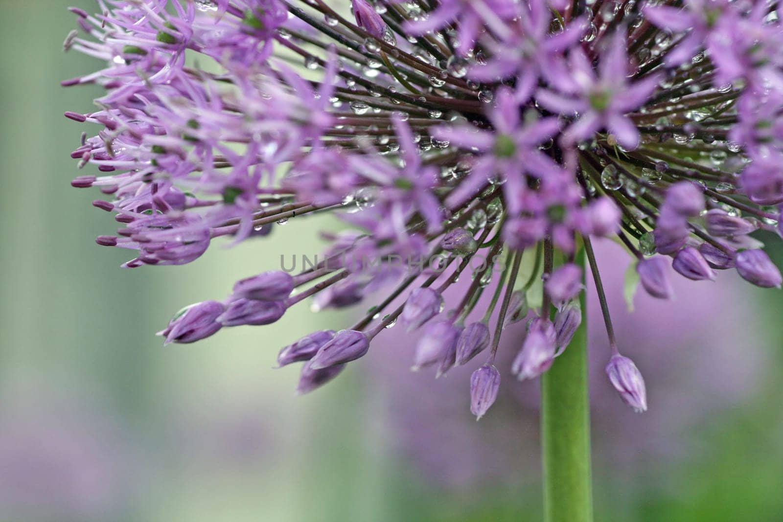 Ornamental leeks