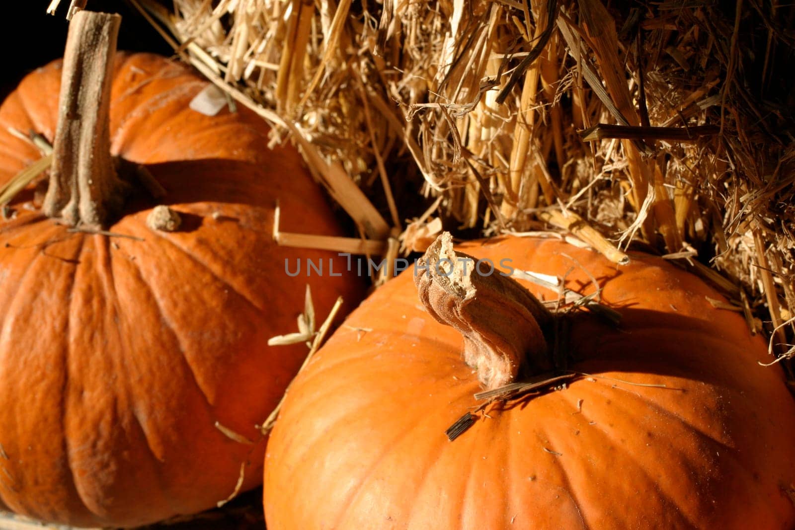 Gourds