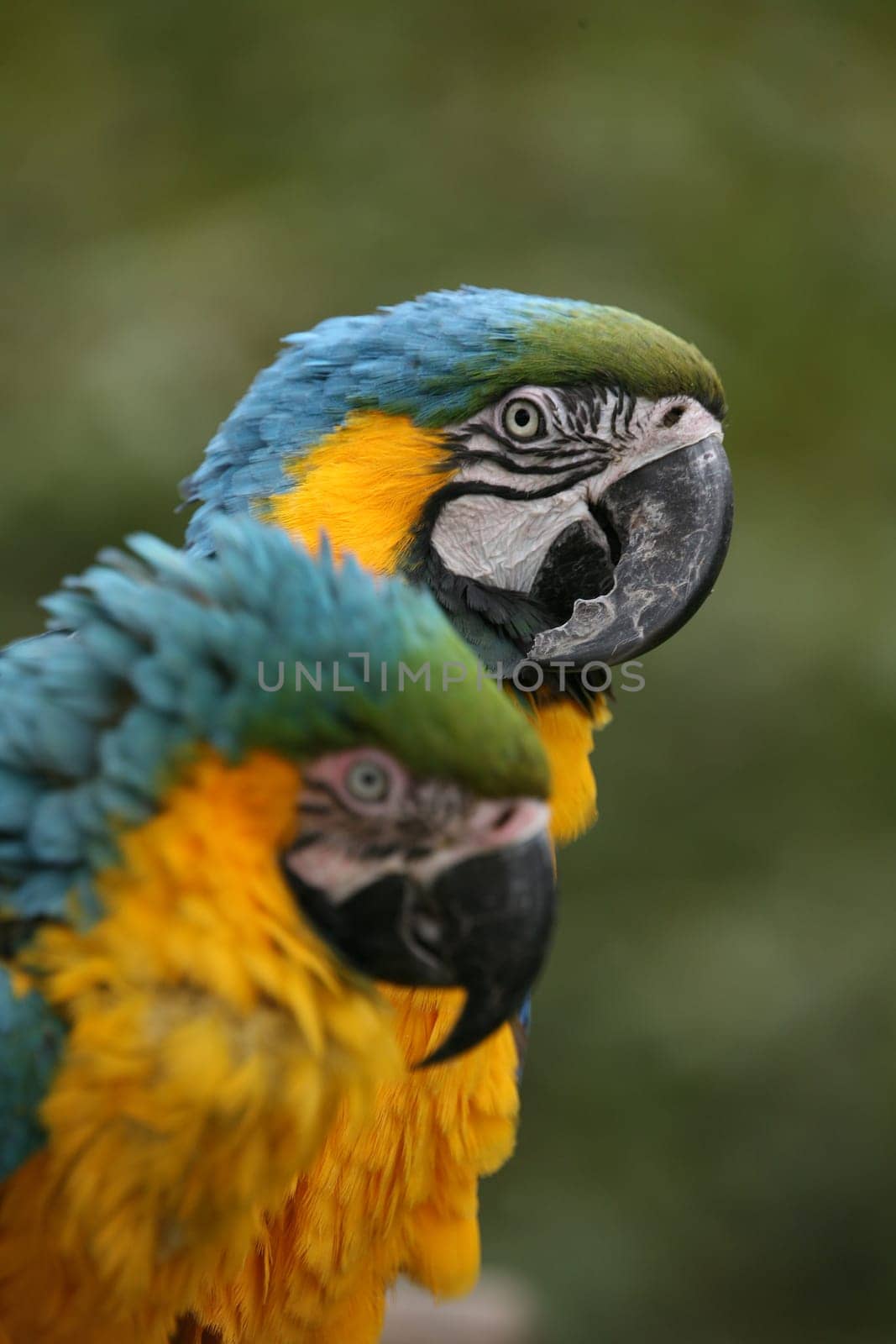 Yellow-breasted macaws