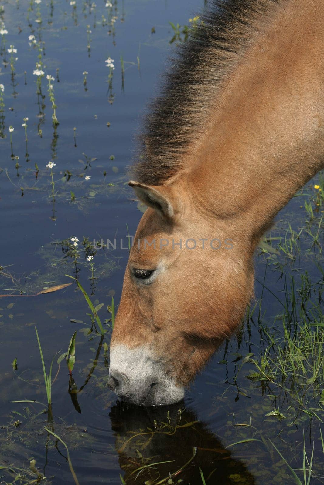 Thirsty
