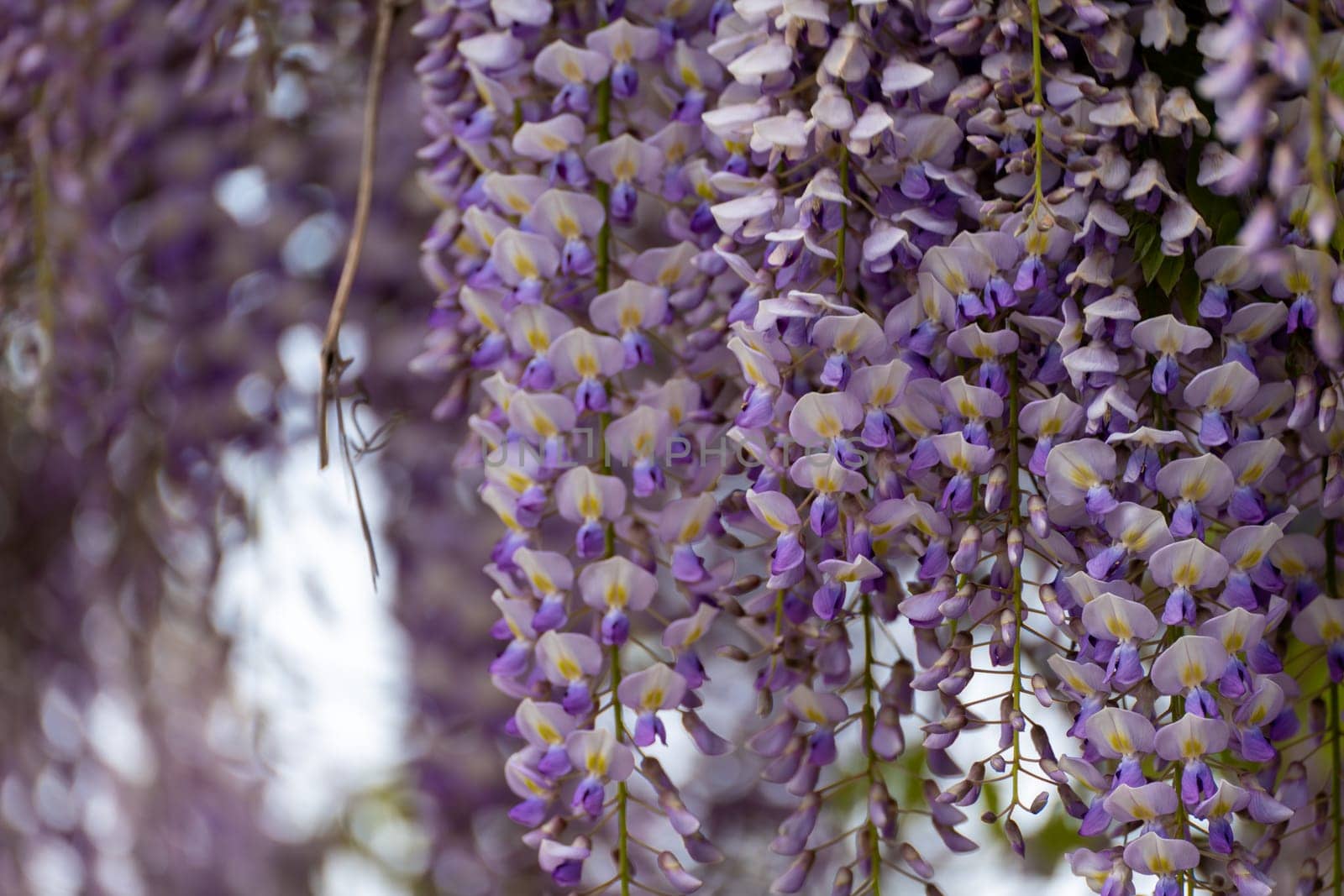 Blooming Wisteria Sinensis with scented classic purple flowersin full bloom in hanging racemes closeup. Garden with wisteria in spring by Matiunina