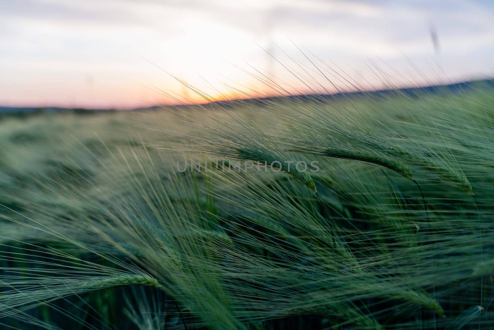 barley with spikes in field, back lit cereal crops plantation in sunset.