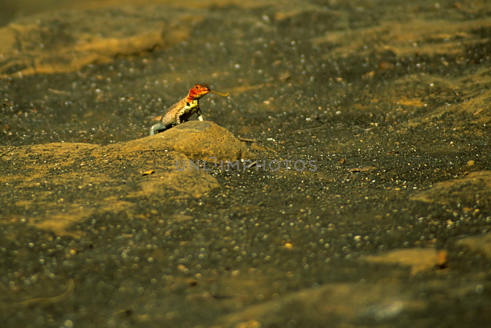 Catching prey