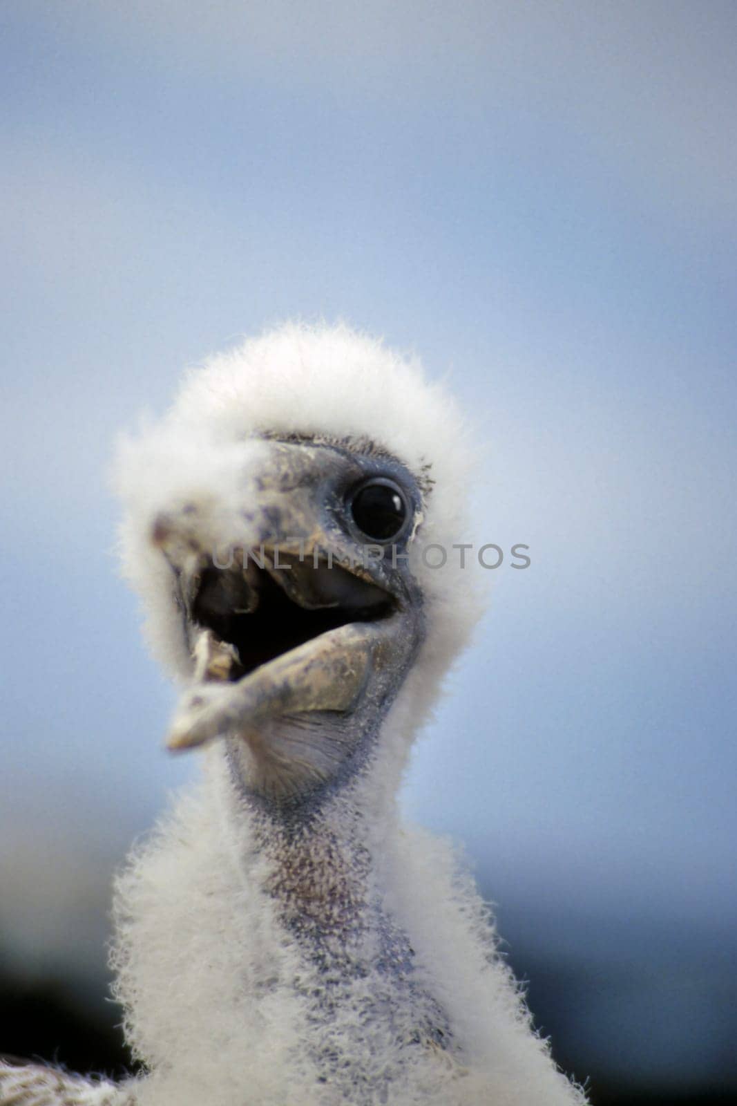 Masked booby chicks,Galápagos
