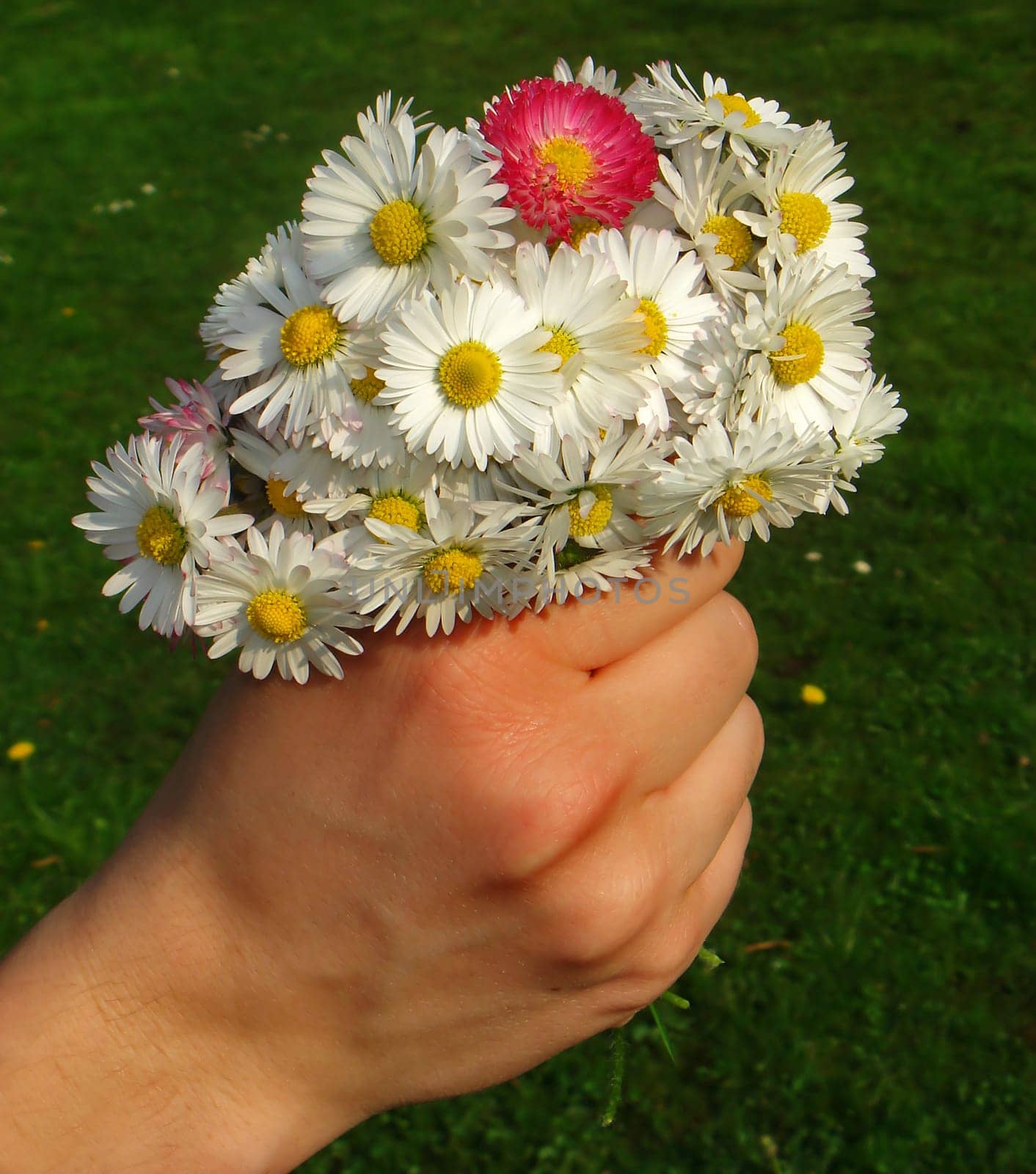 a bouquet of daisies