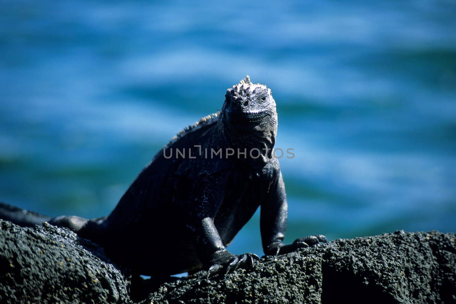 Marine iguana