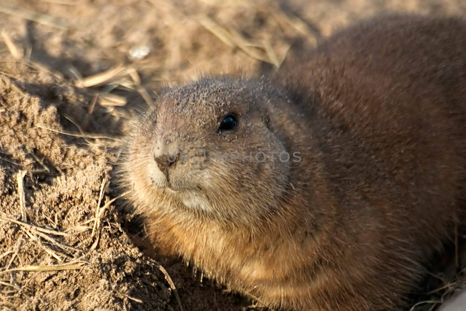 Prairie dog
