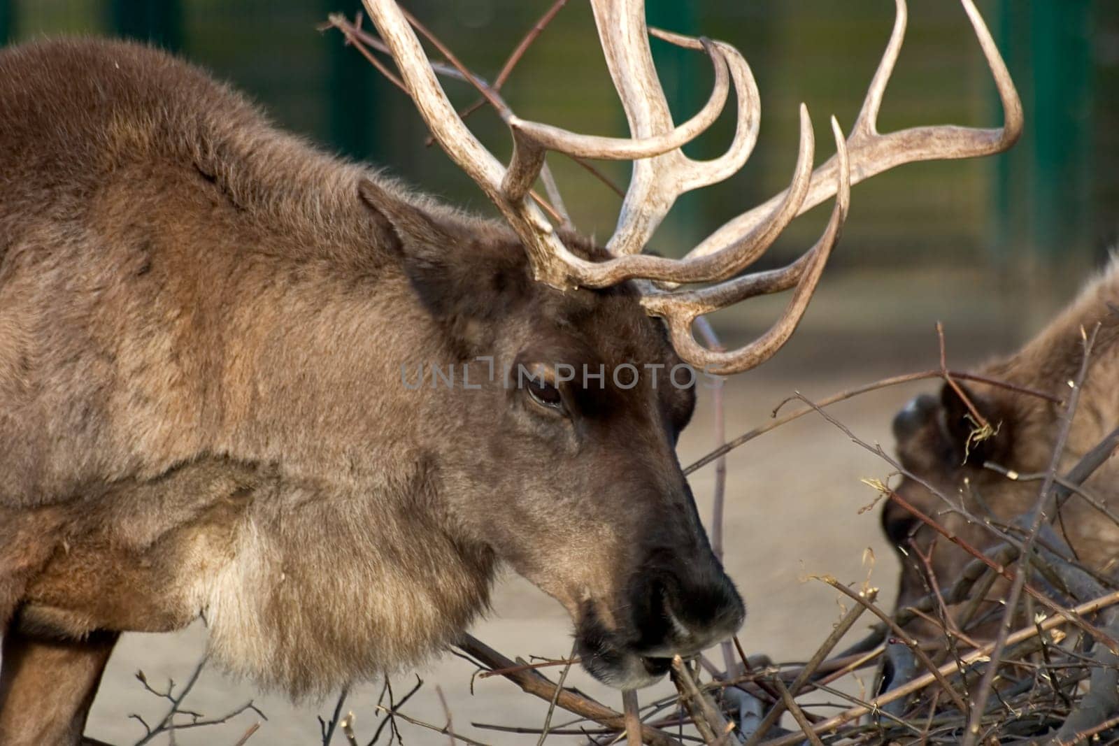 Reindeer