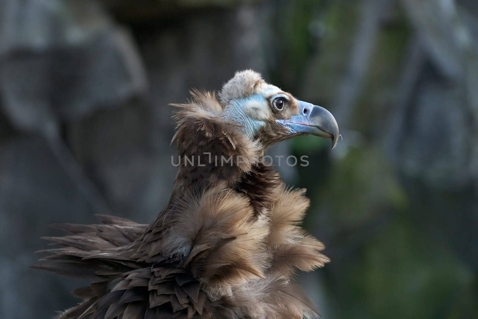 Black vulture