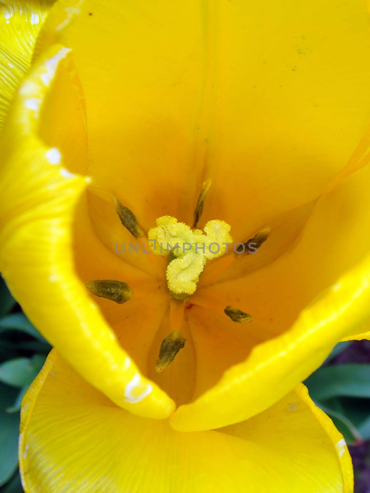 Tulip blossom