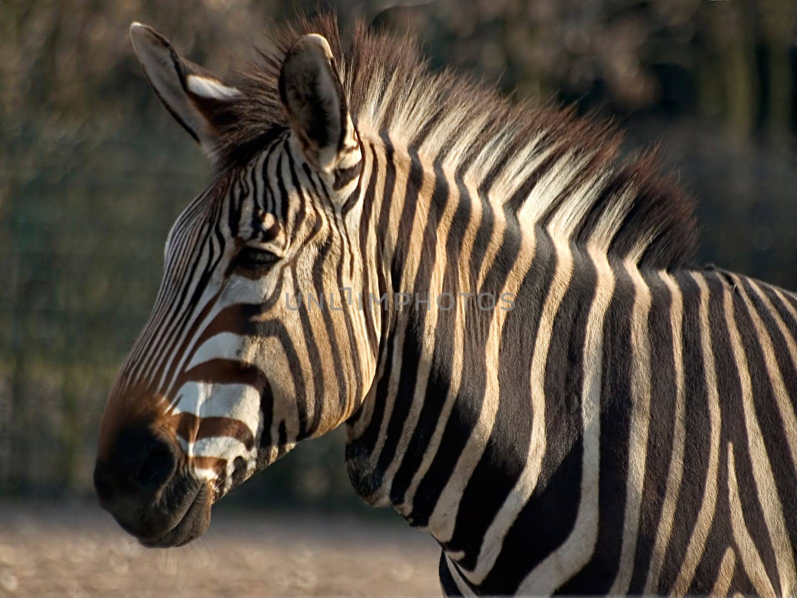 Zebra