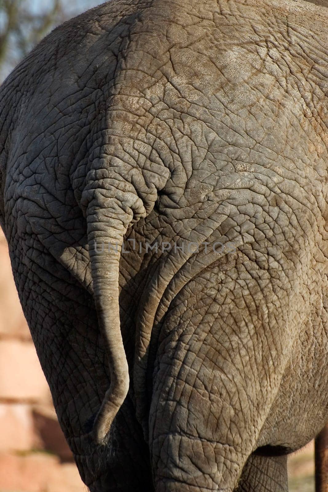 Rump