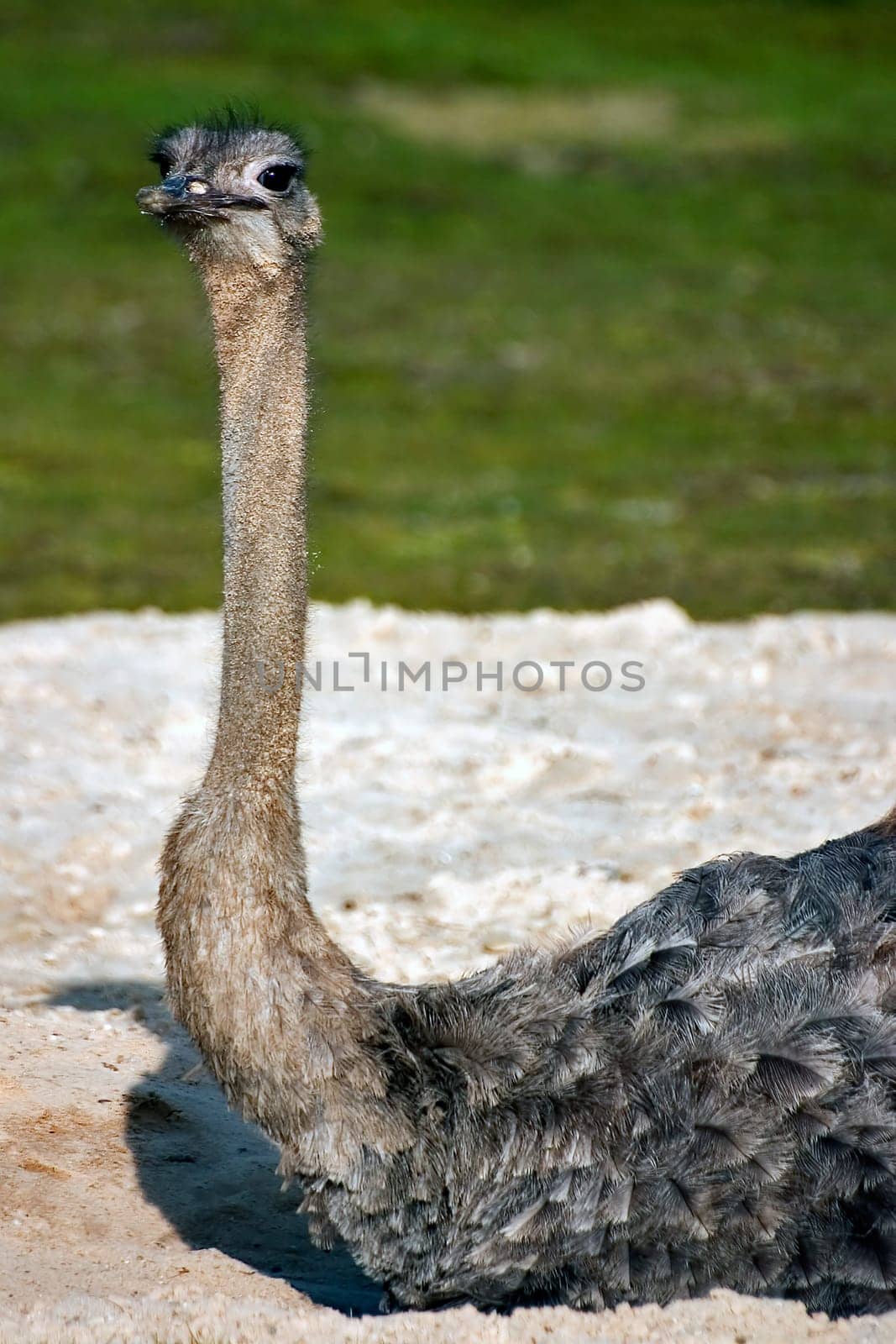 Bird ostrich