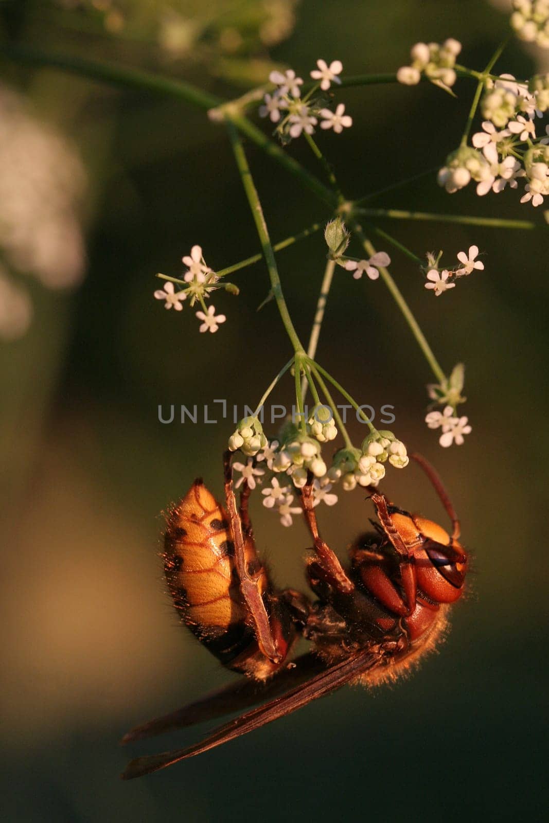 Clinging