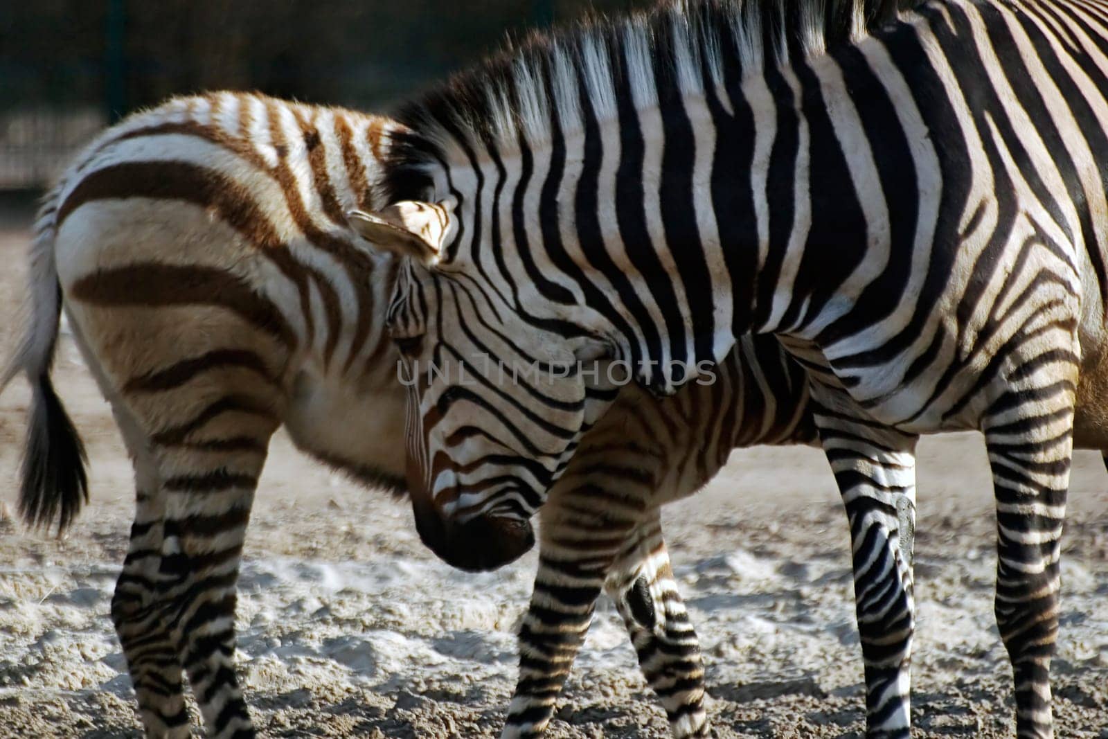 Zebras