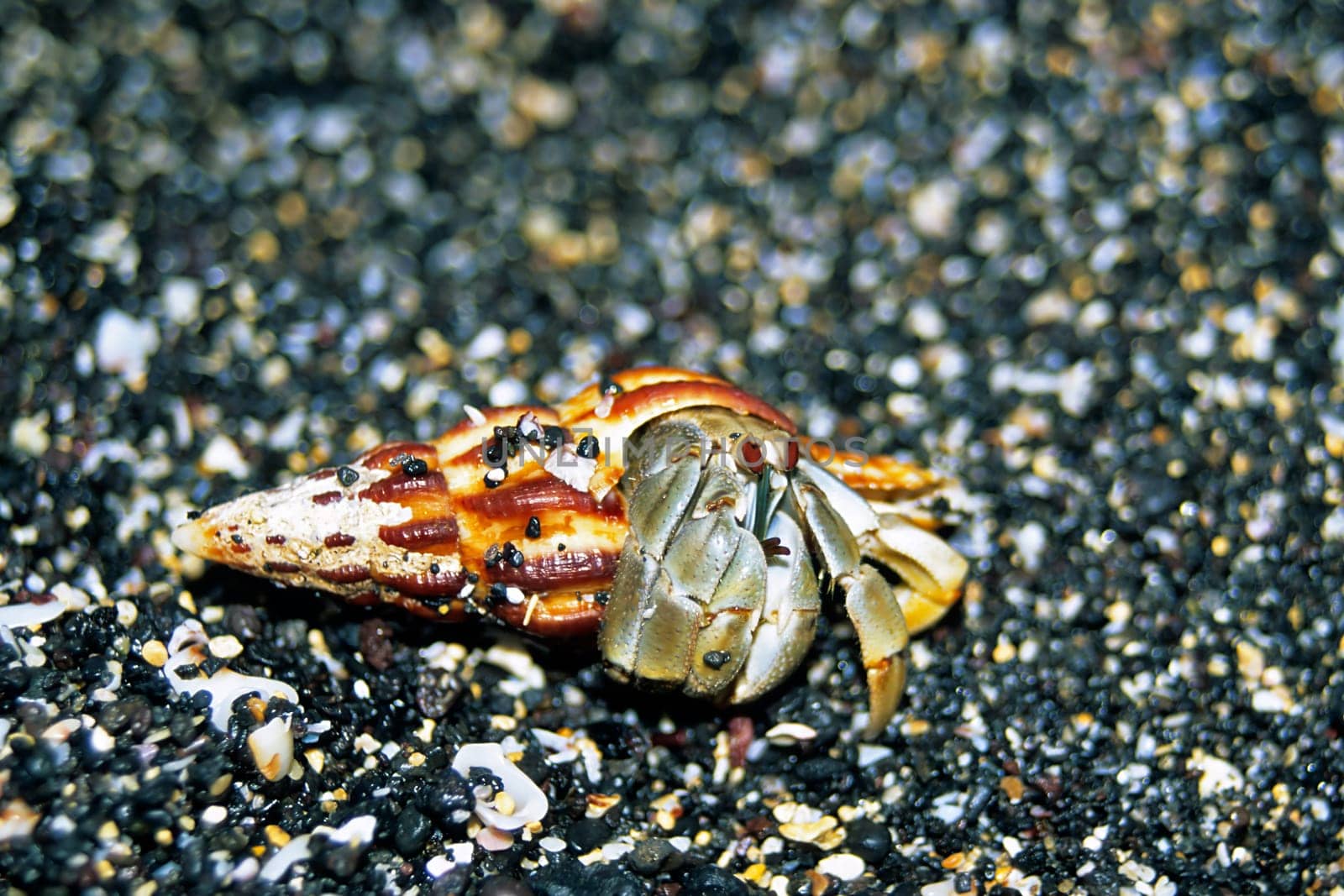 Hermit crab