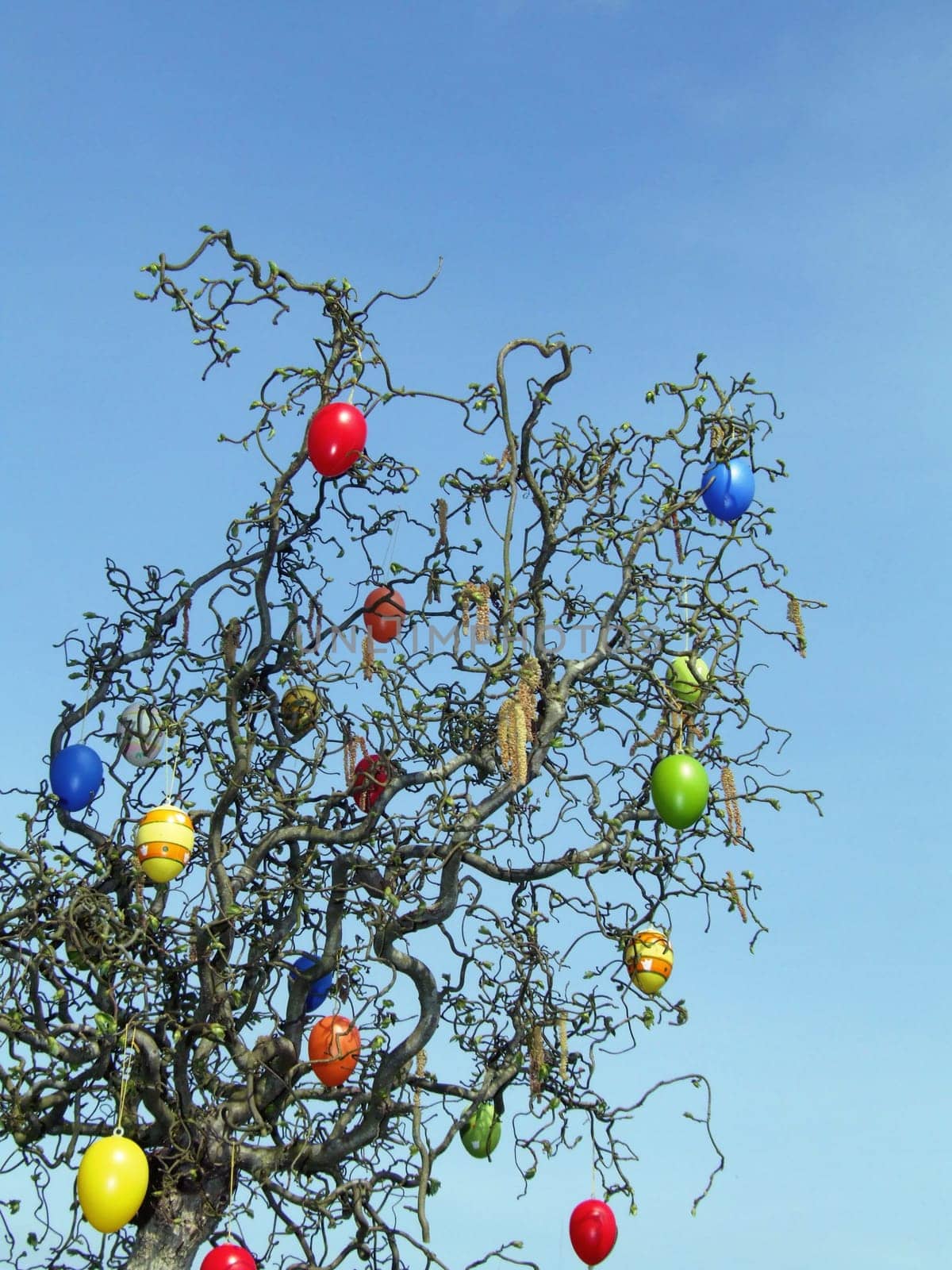 Easter bush