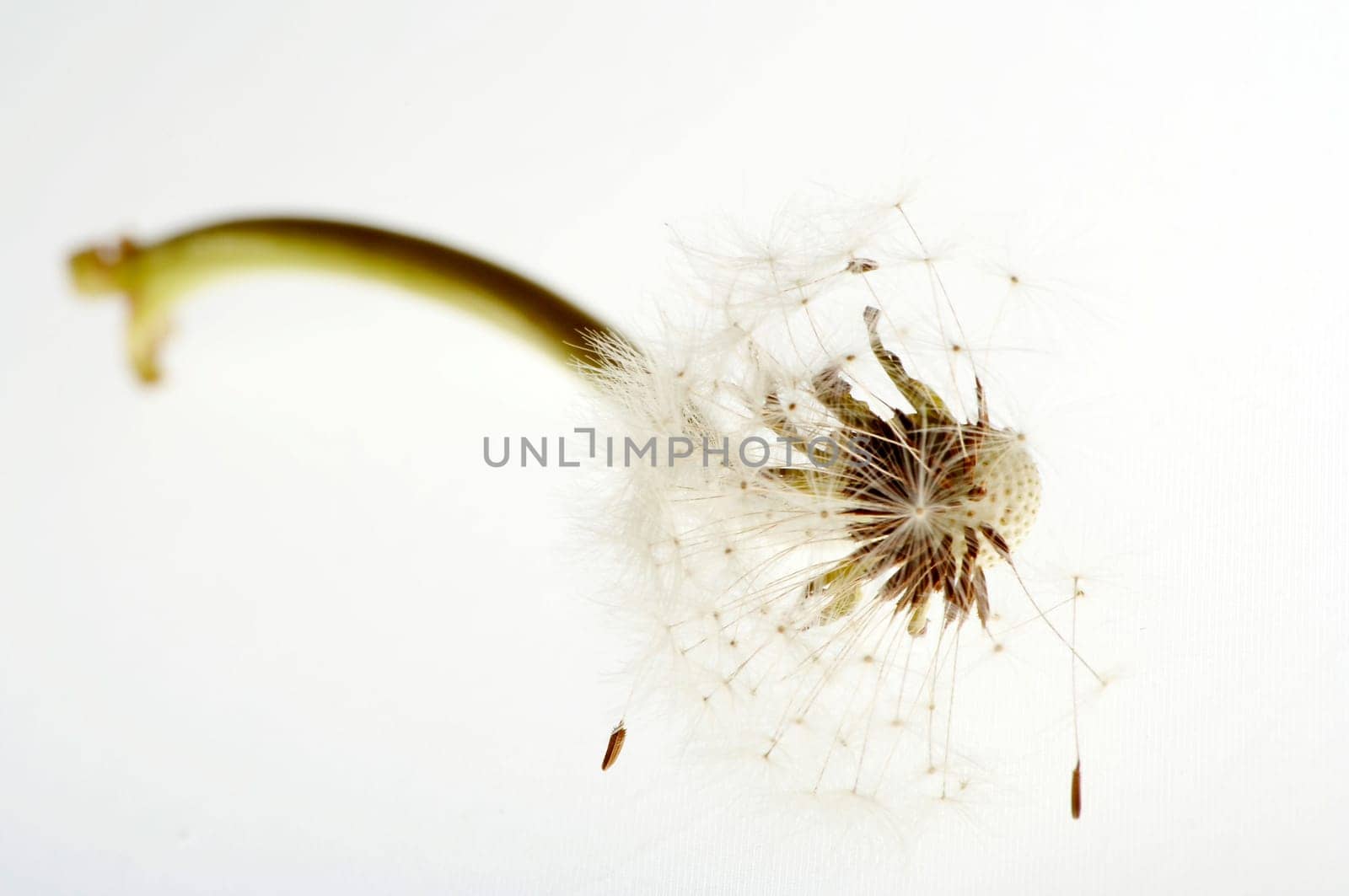 Dandelion High Key