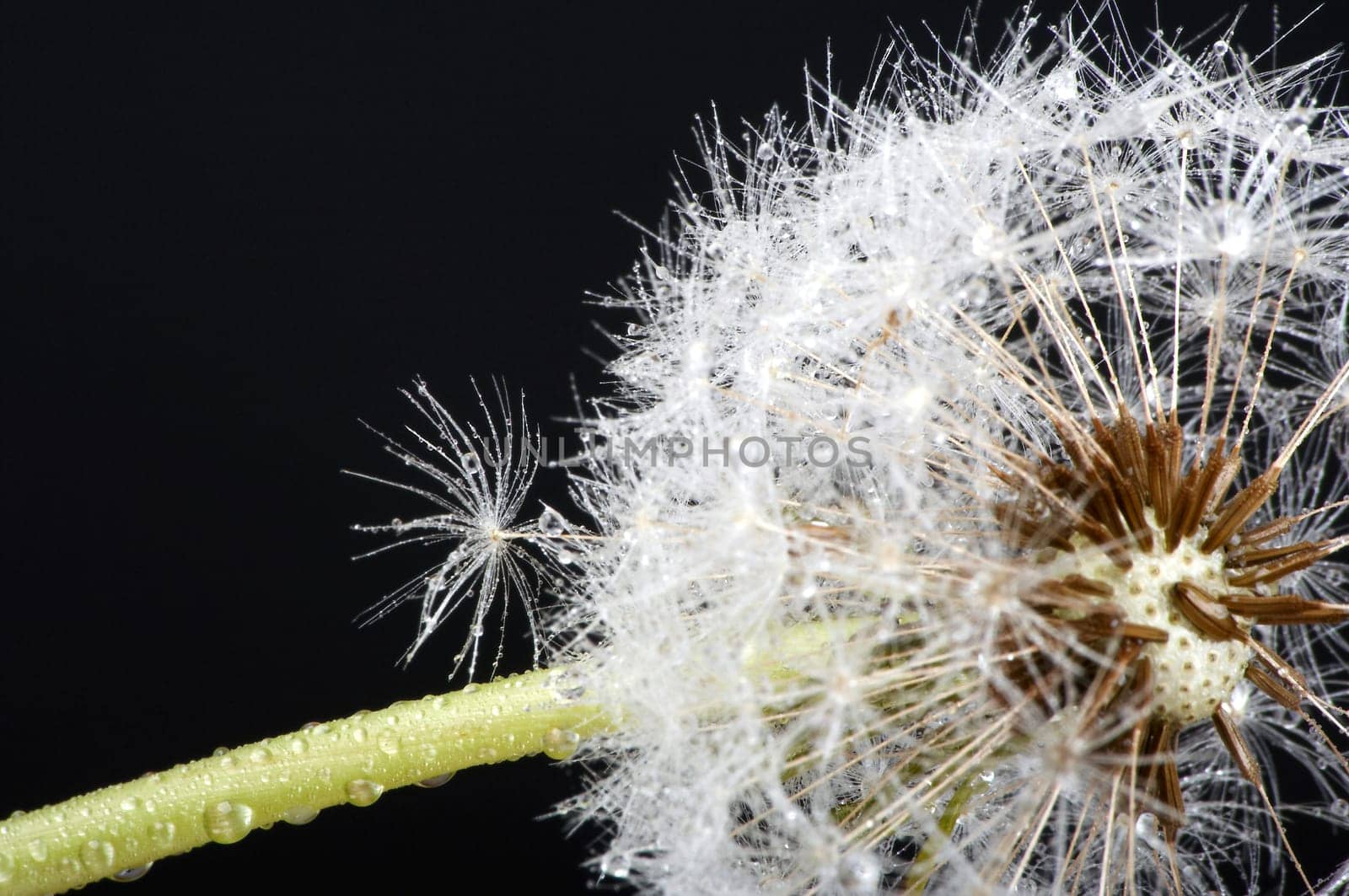 Dandelion with drops of water