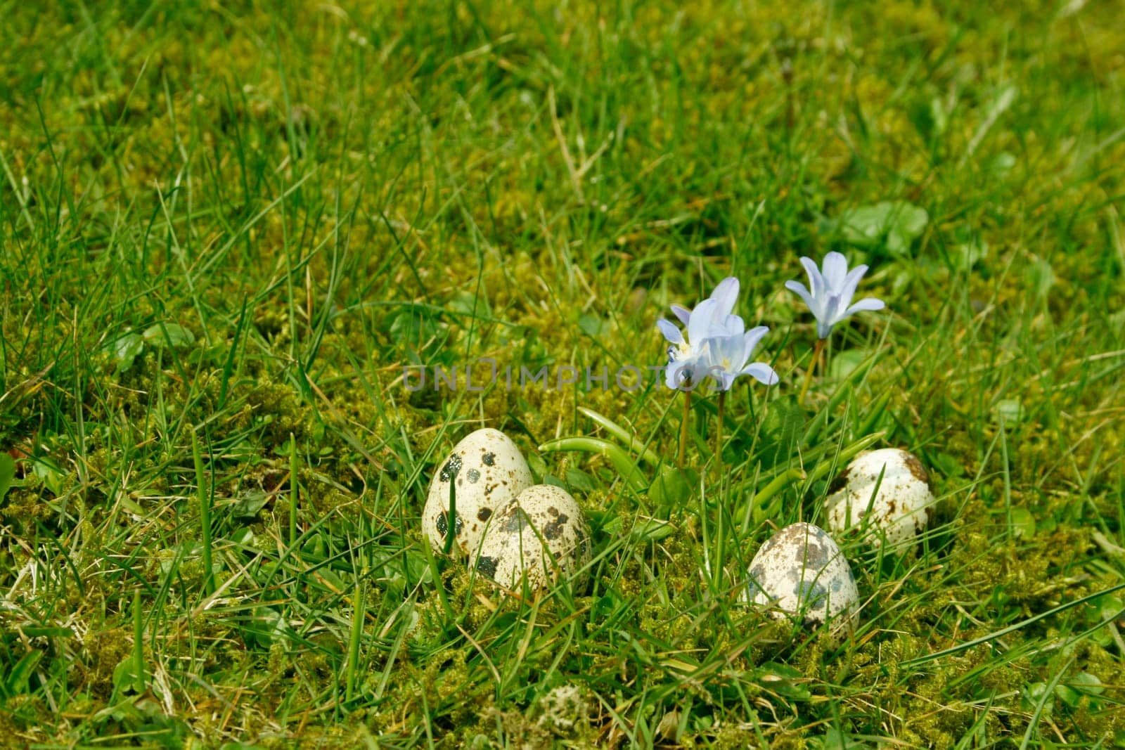 Quail eggs in the grass