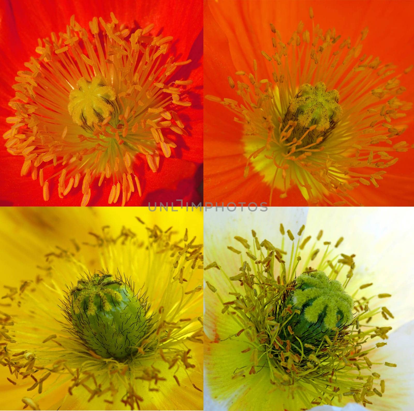 Red,orange,yellow and white