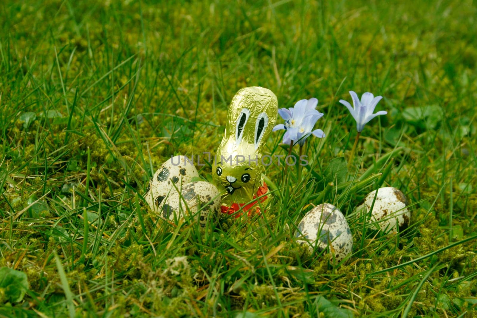 Quail eggs in the grass