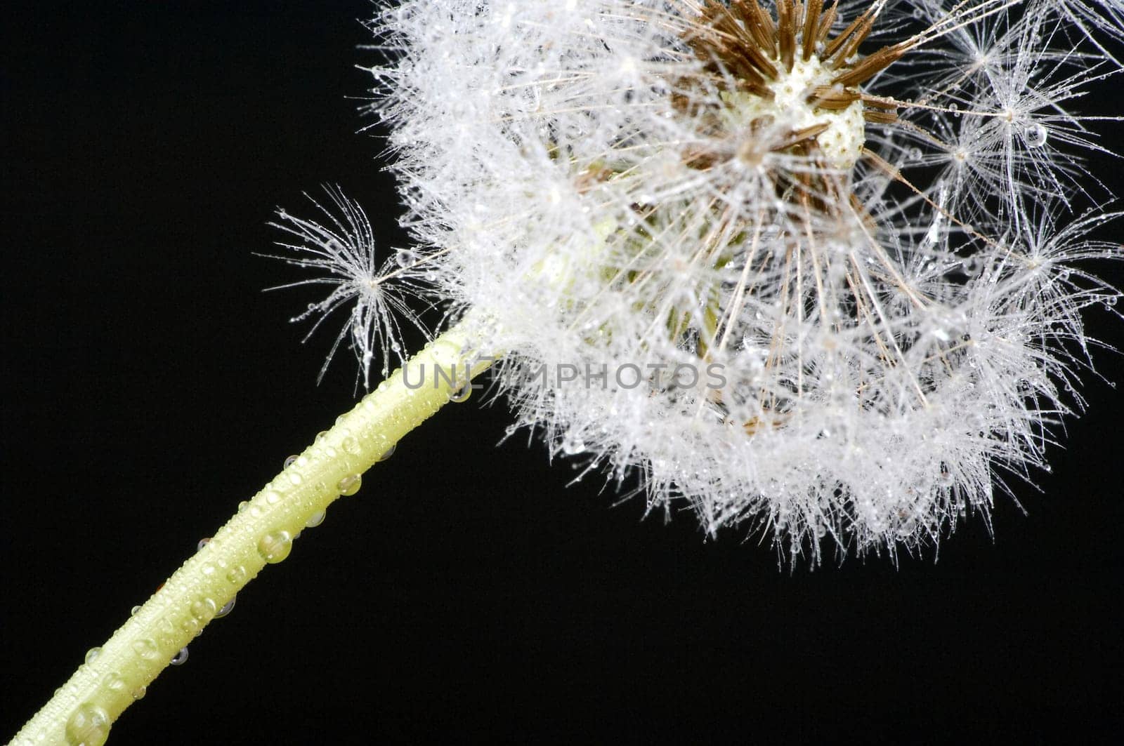 Dandelion with drops of water