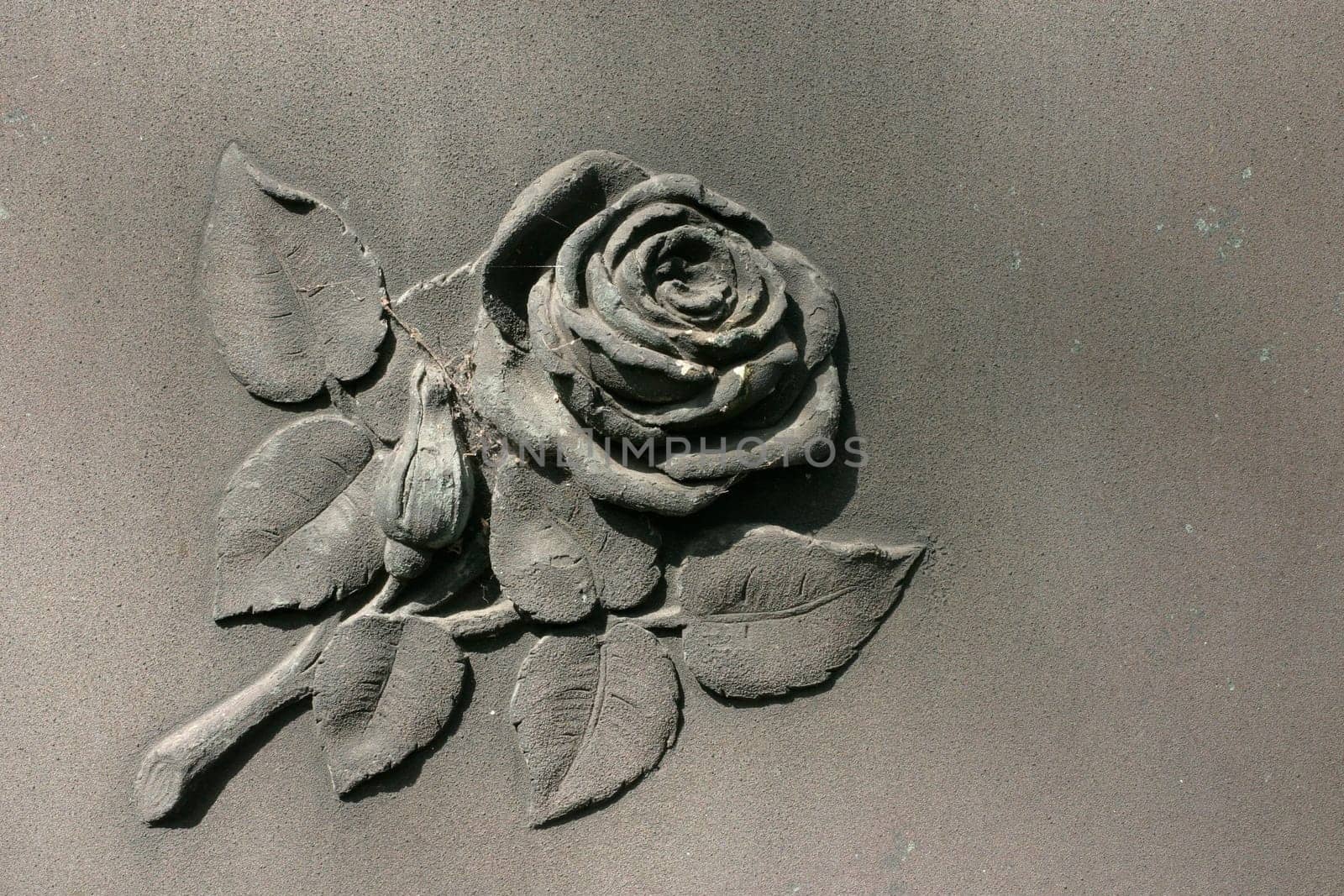 Rose on stone