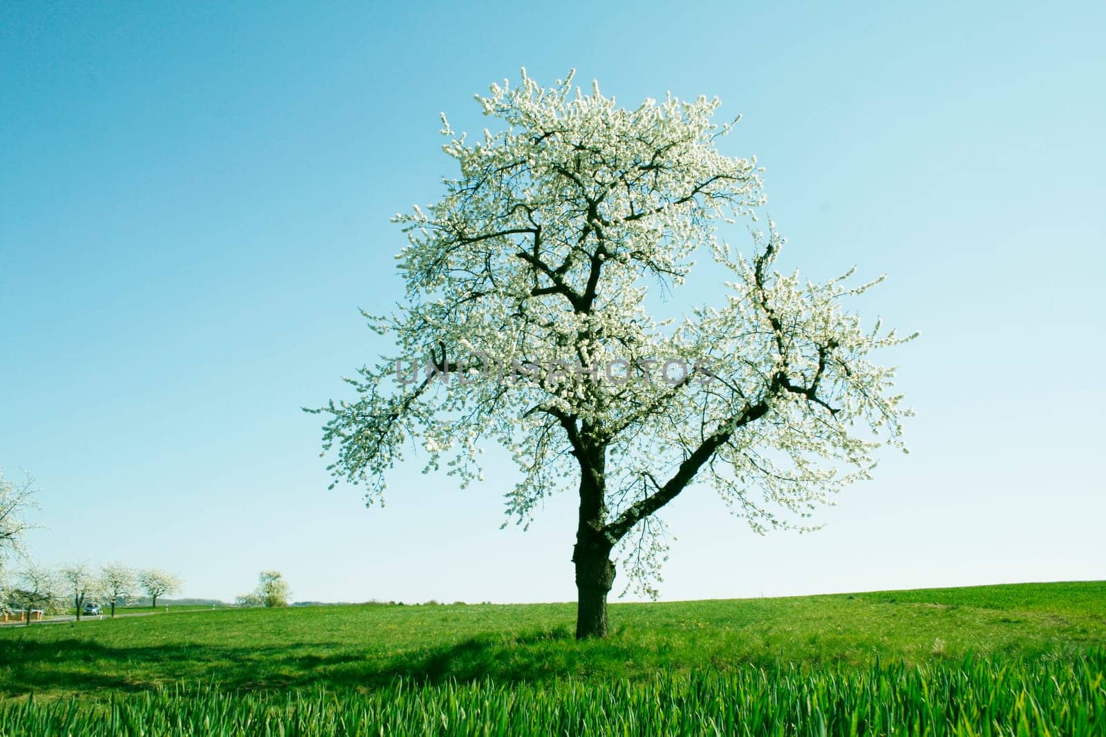 Fruit trees in spring