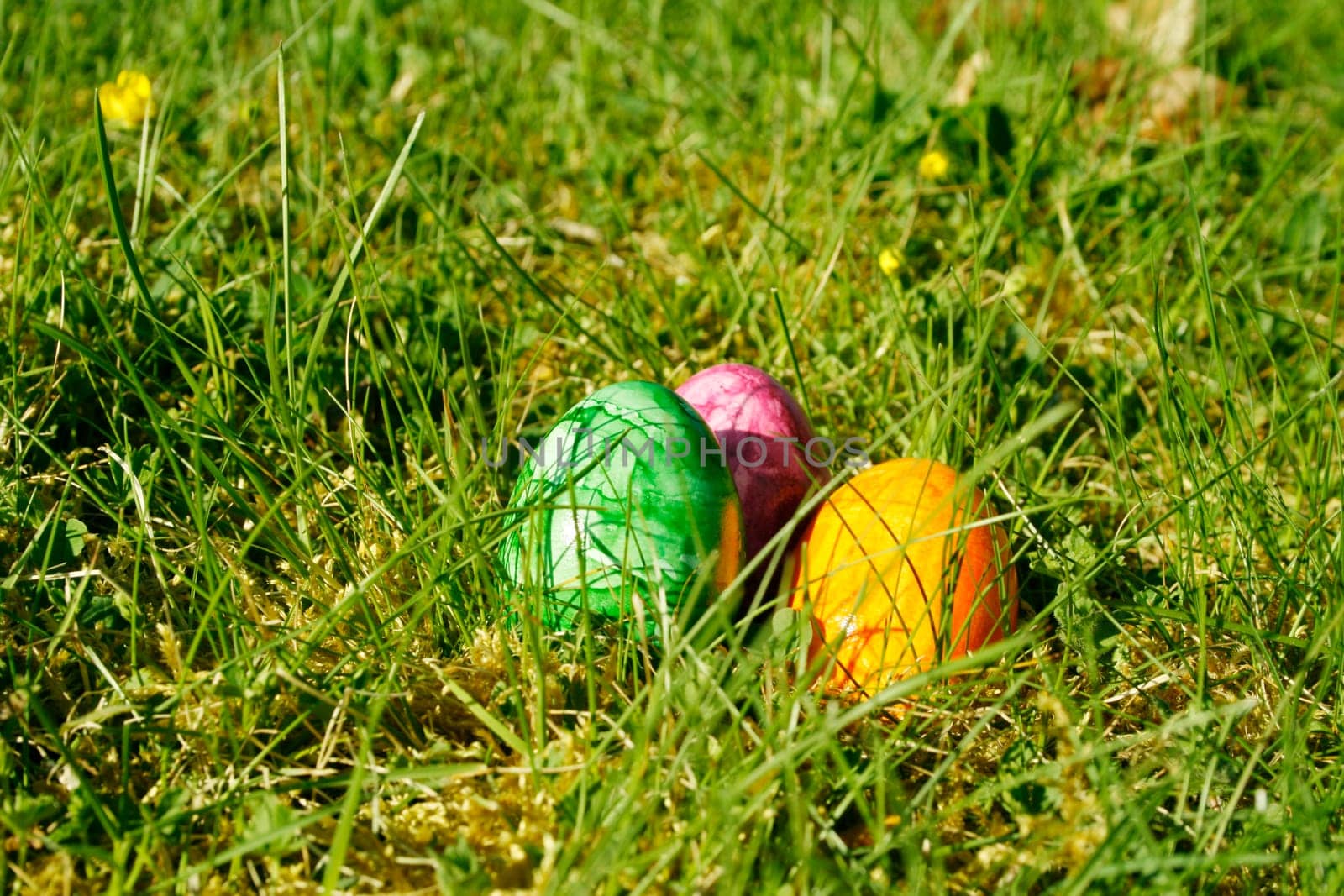 Easter eggs in the grass