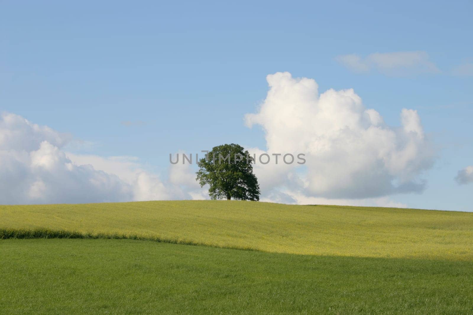 Tree in the field