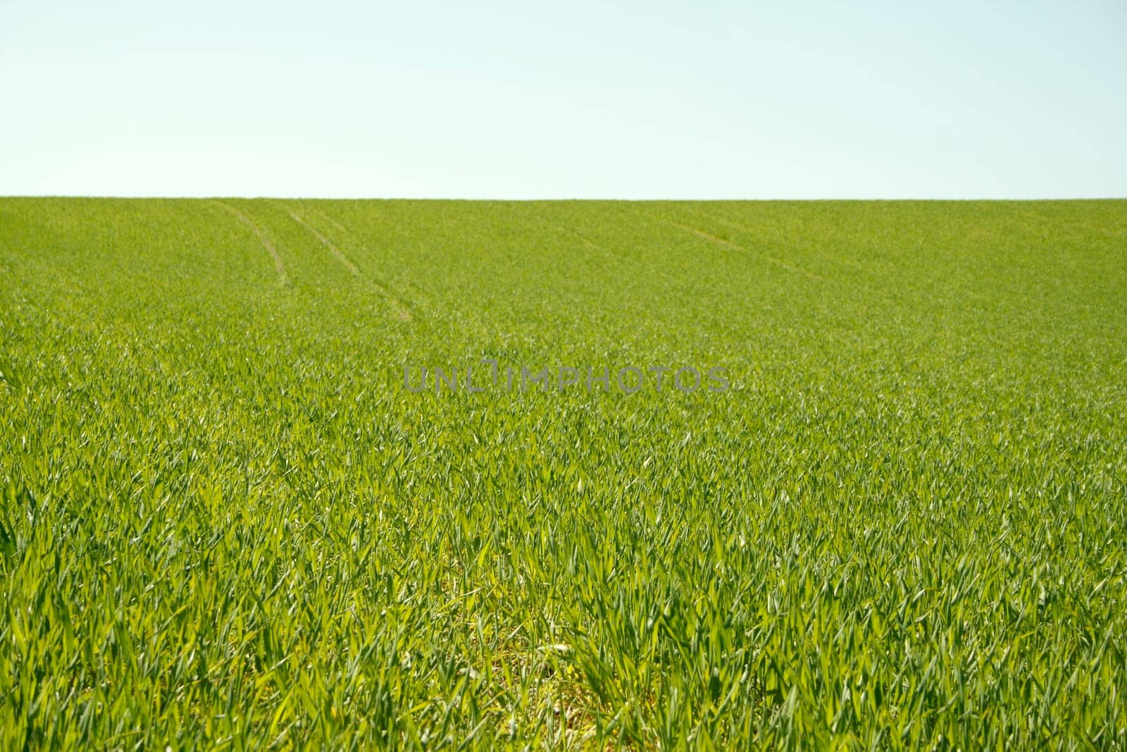 fresh greens in the field