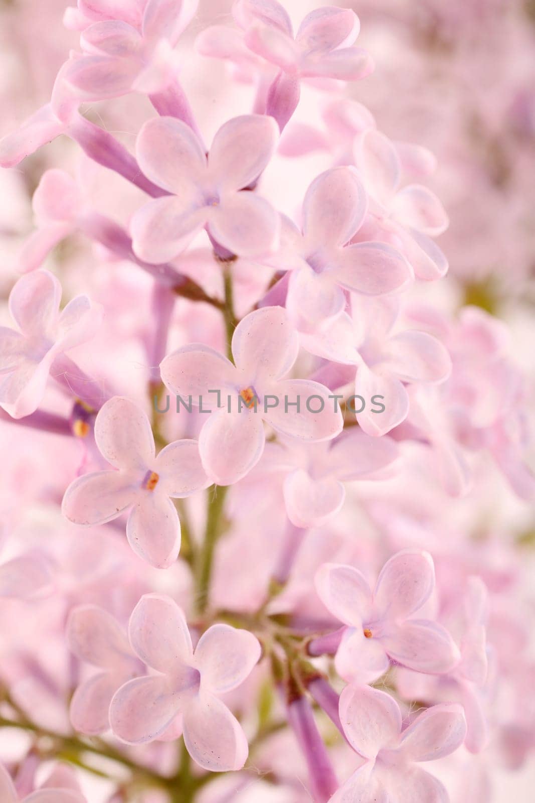 Lilac - lilac flowers