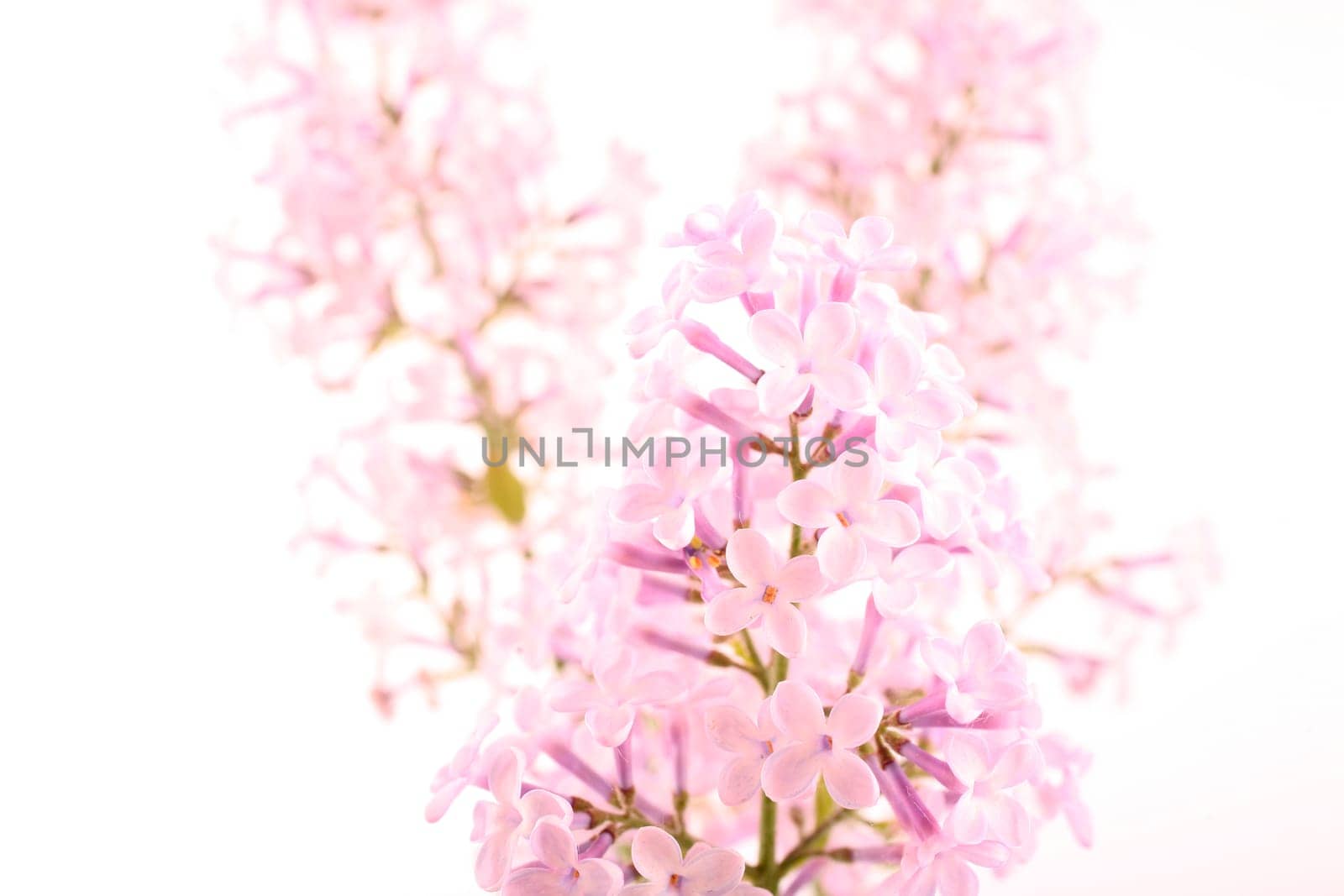 Lilac - lilac flowers