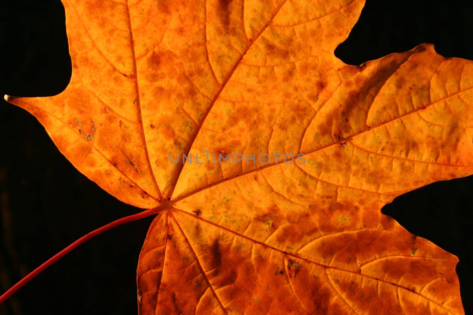Maple leaf