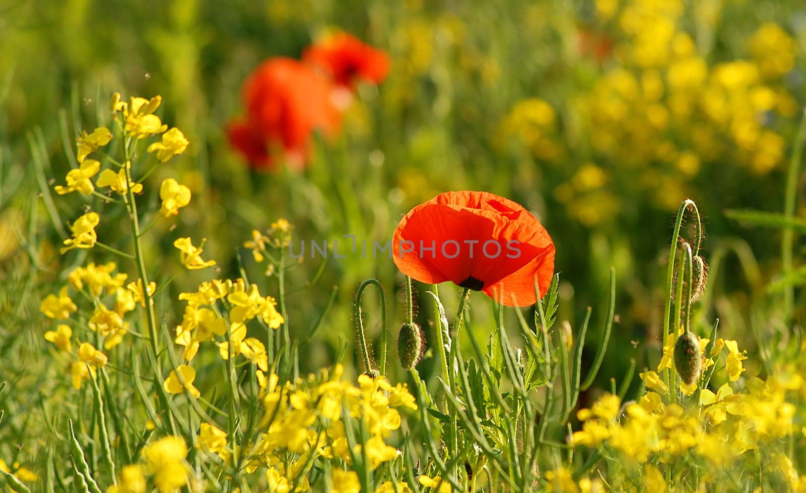 The rapeseed has almost faded and the poppies are in full bloom....,as you can see in many pictures here....! I thought the color combination was actually quite nice!:-)