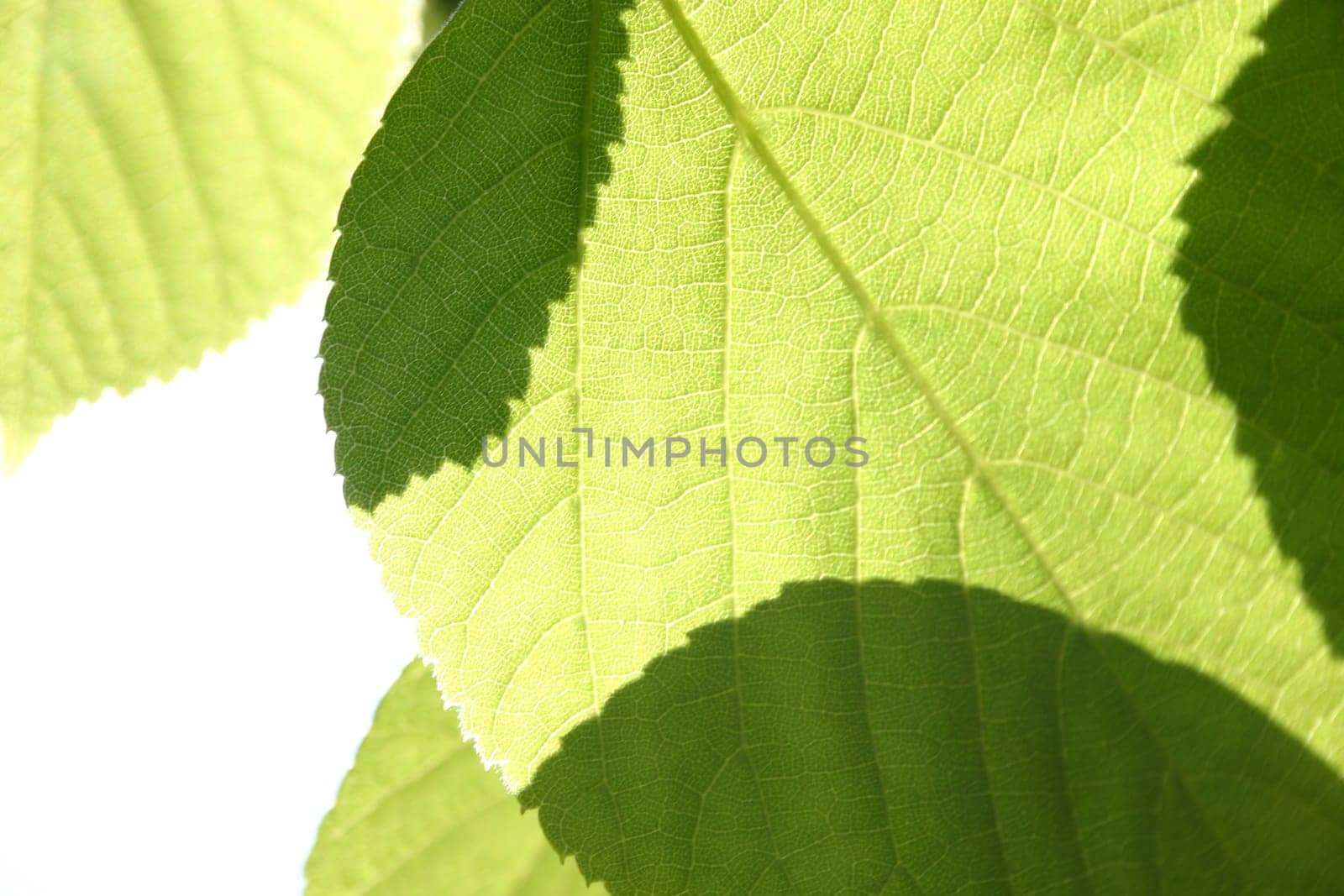 green leaves