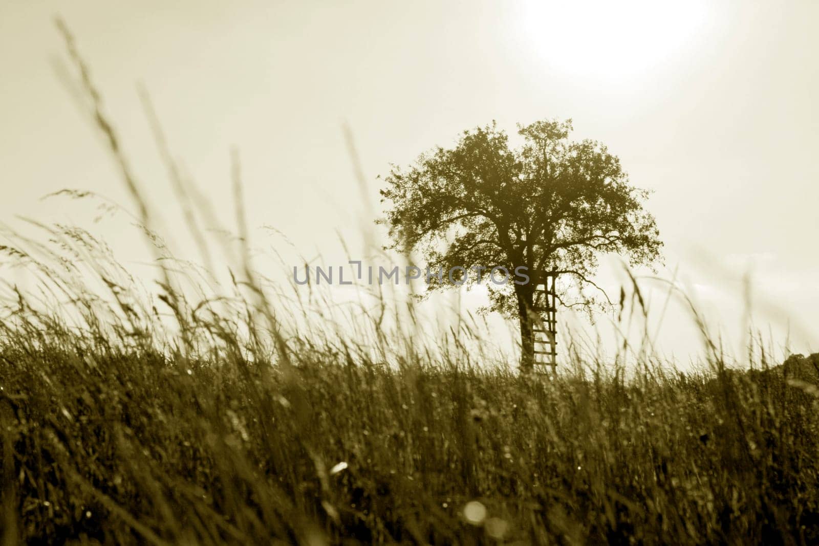 Tree with meadow