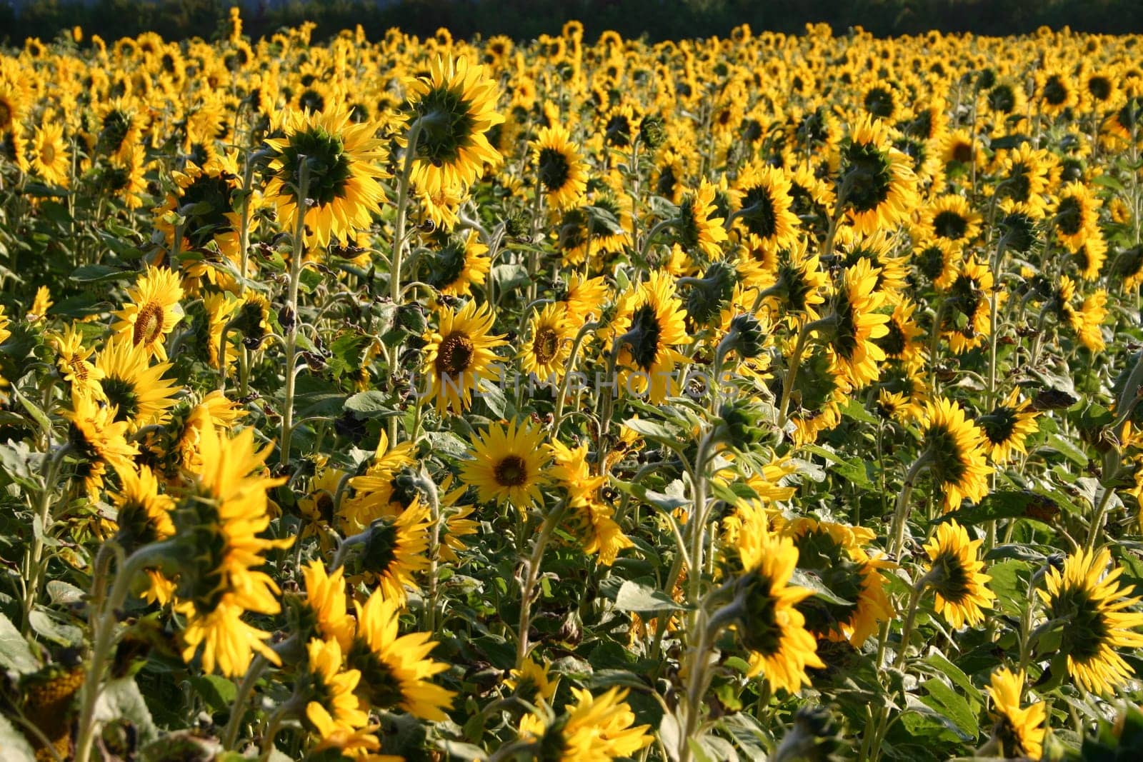 Sunflowers in the field