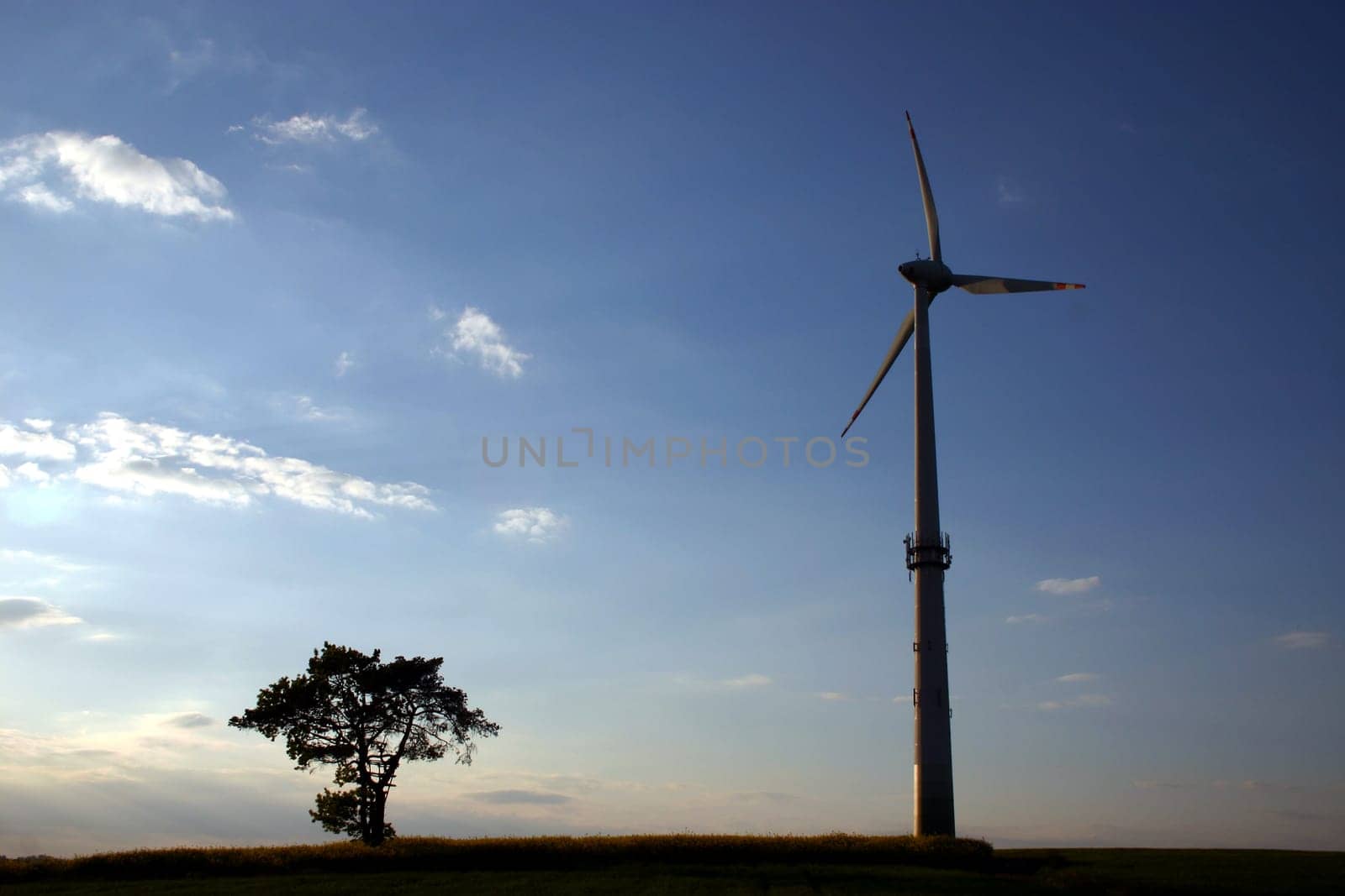 Tree and wind turbine