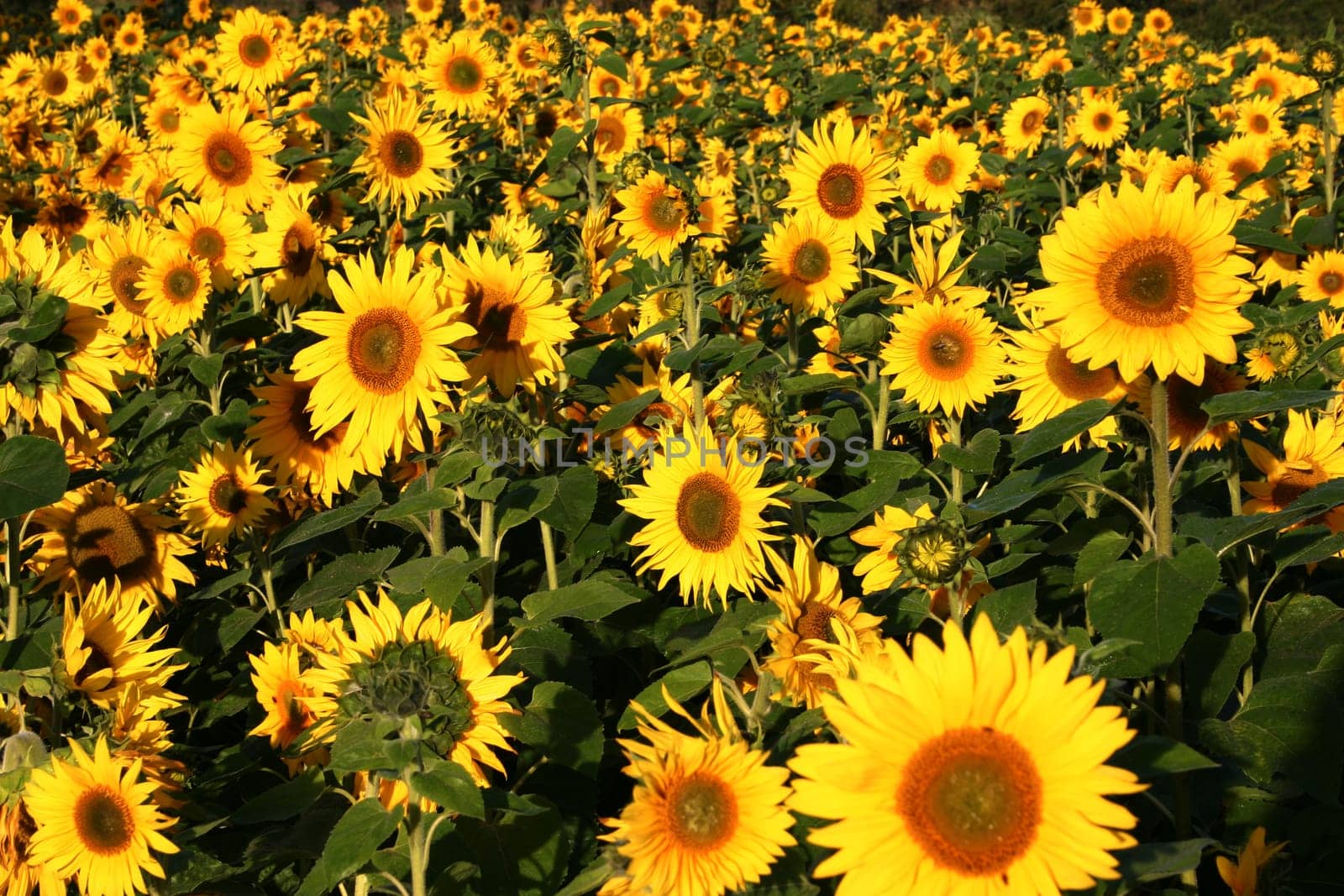 Sunflowers in the field