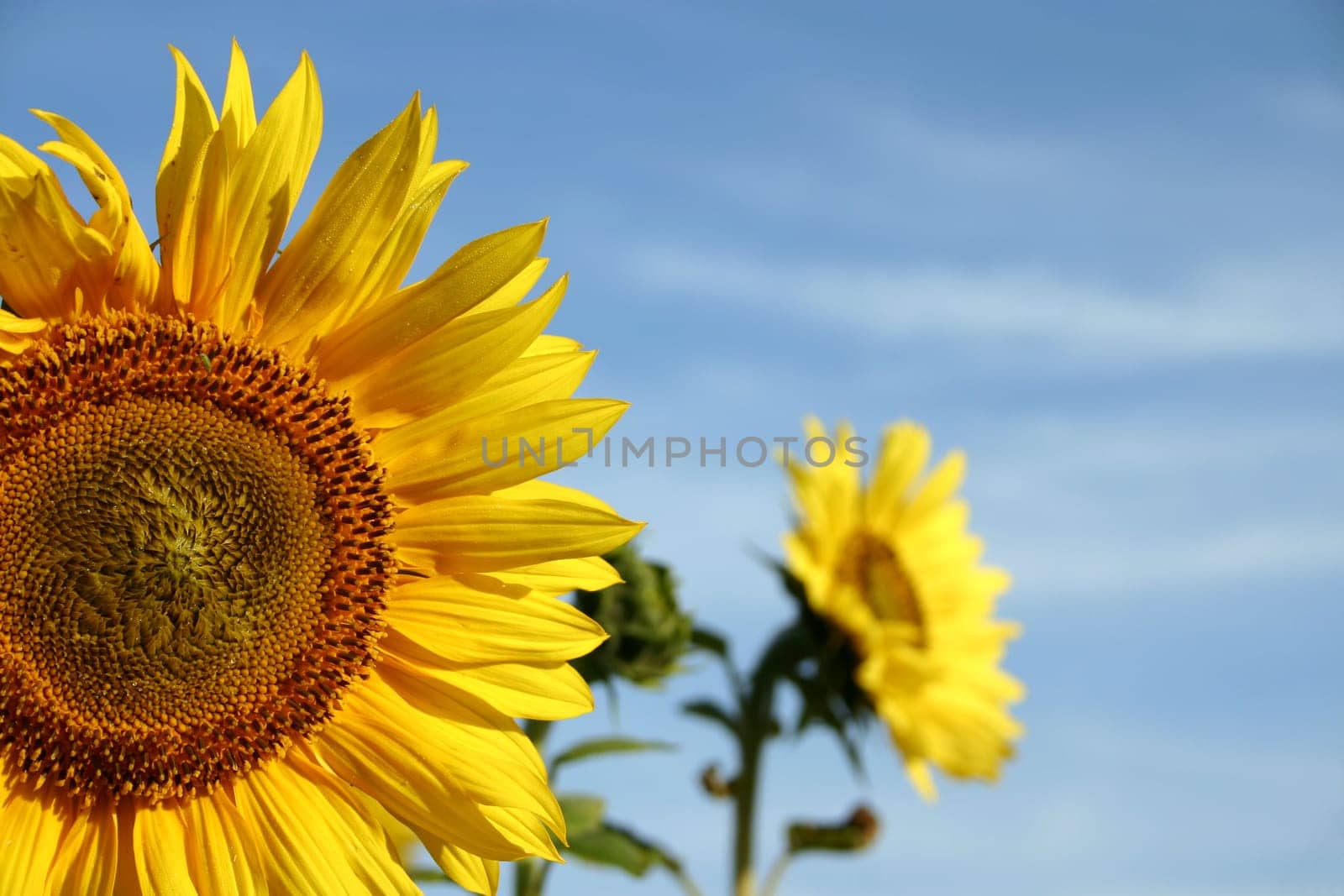 Sunflowers in the field