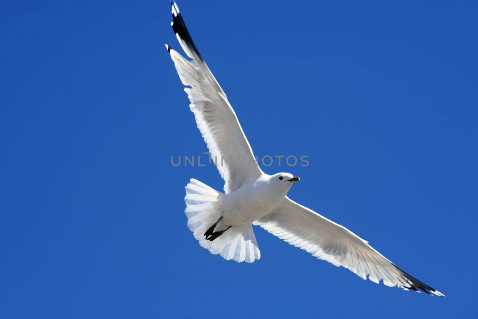 Gull