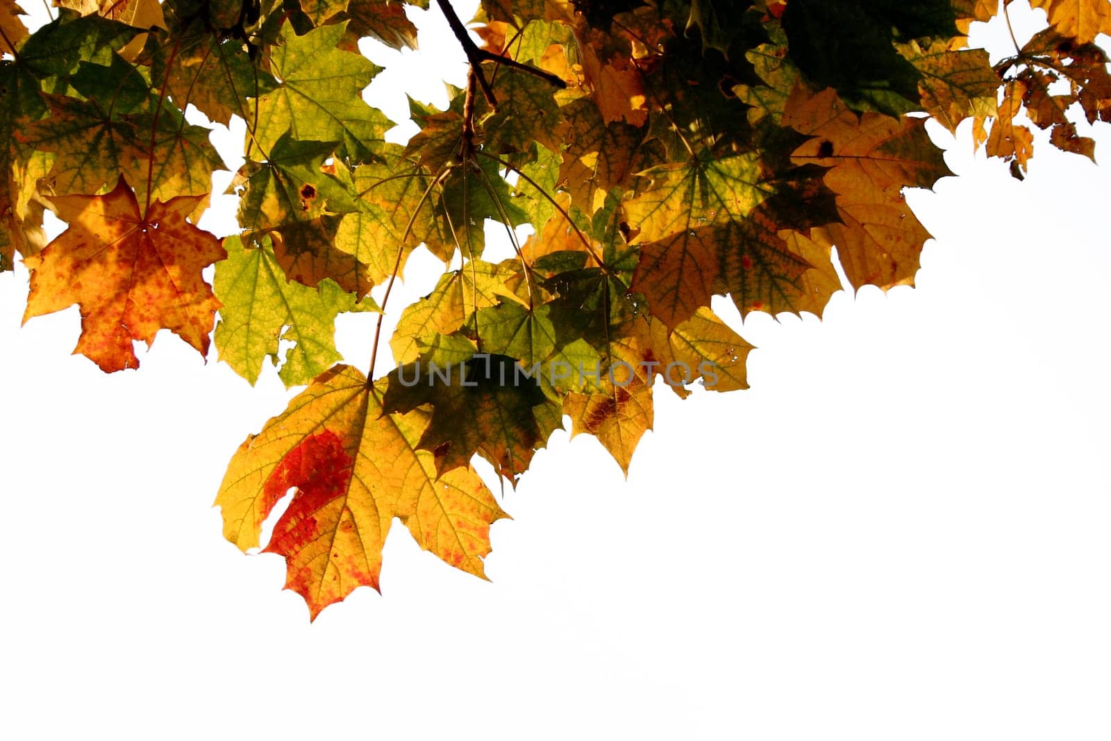 Maple leaves