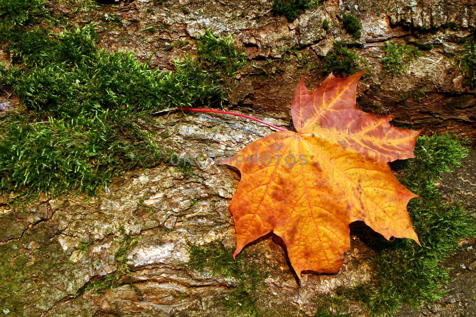 Maple leaf