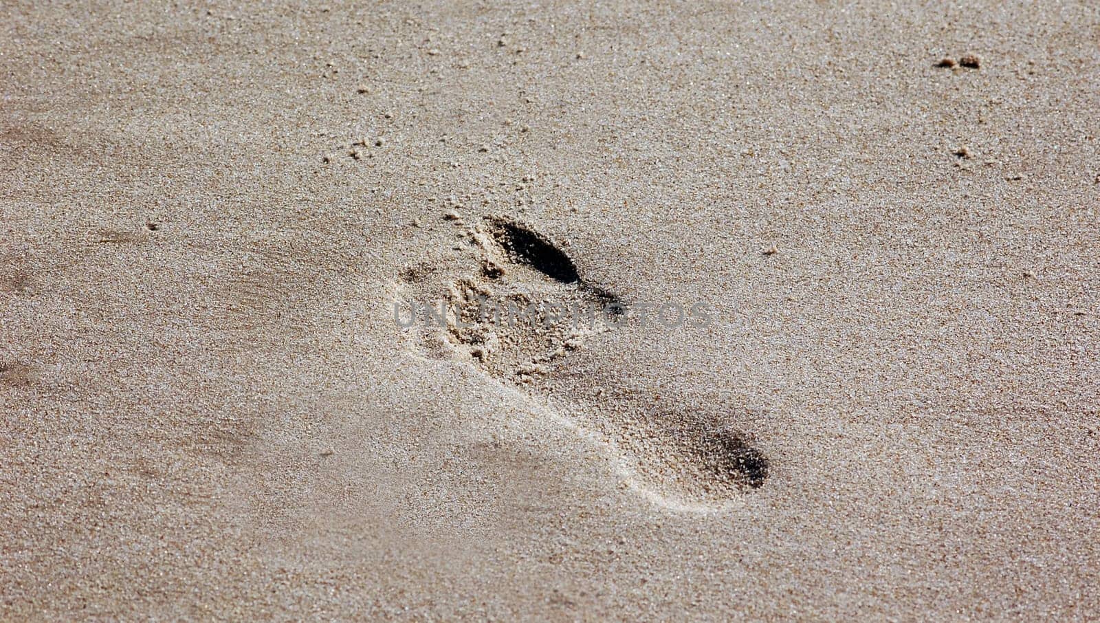 Tracks in the sand