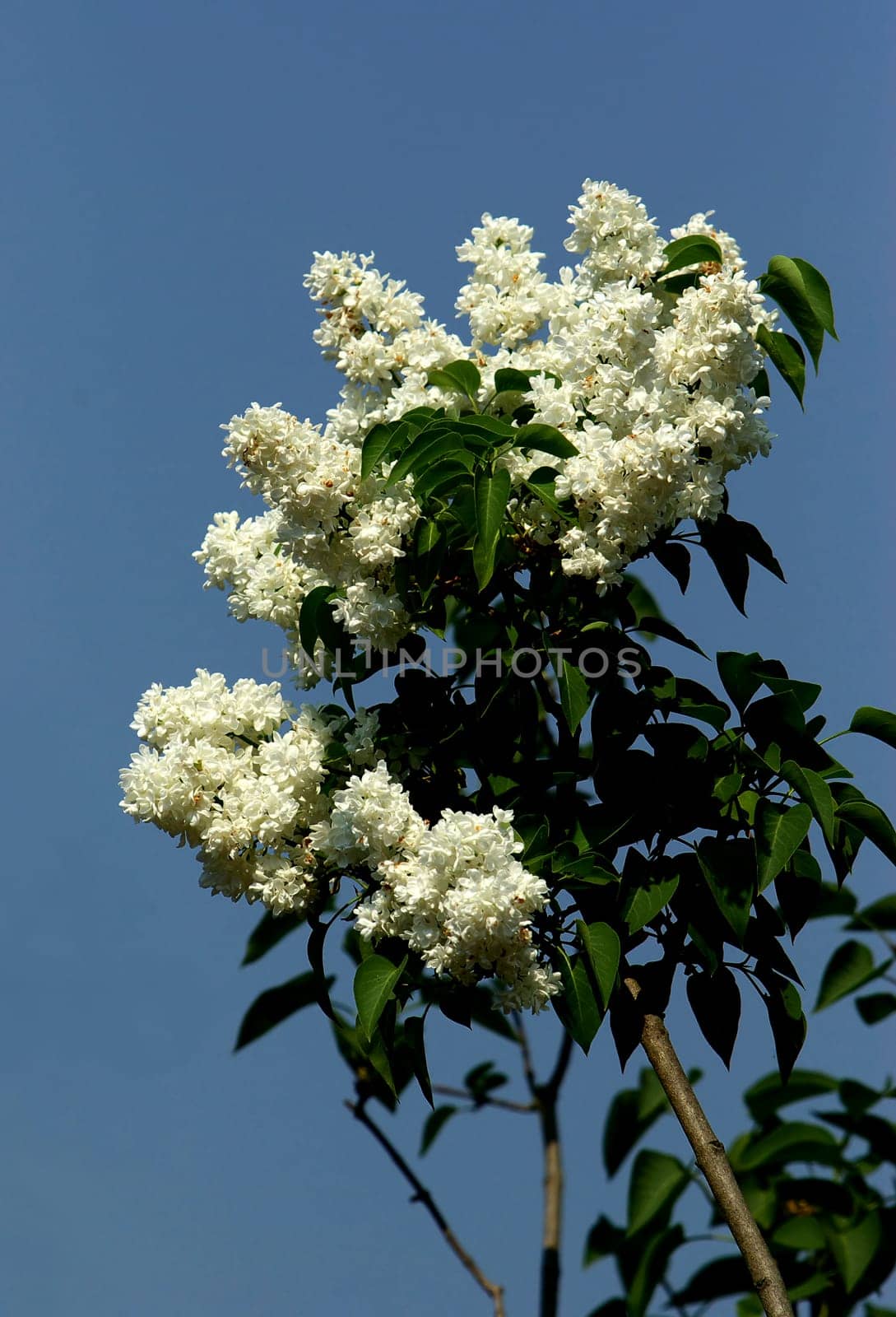 Lilac