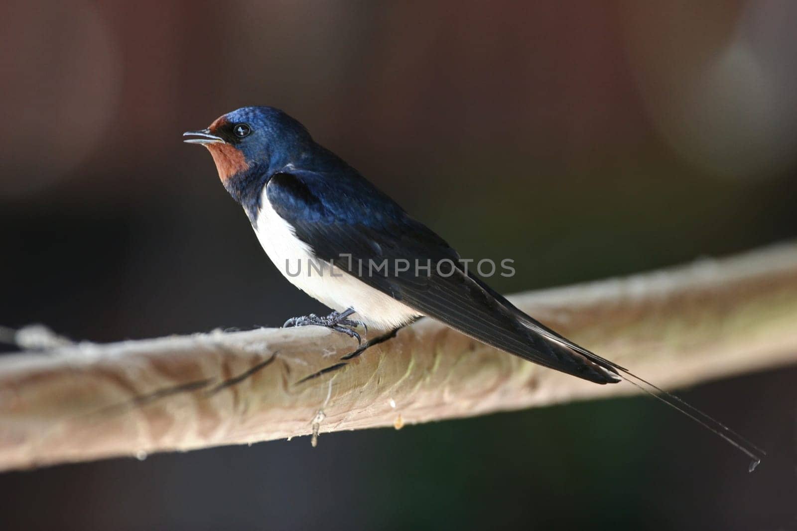 Swallow