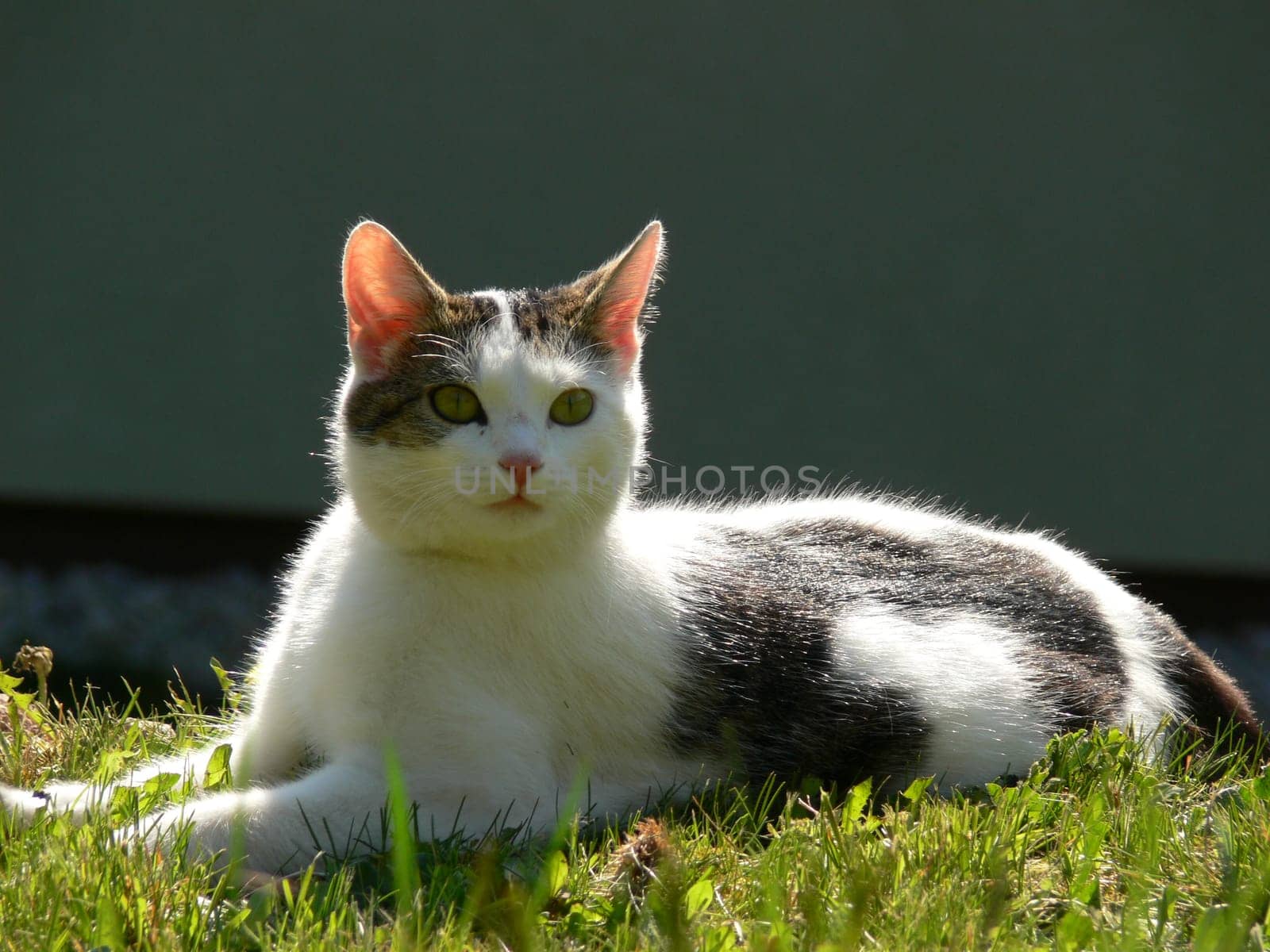 Little Buffy in the Grass